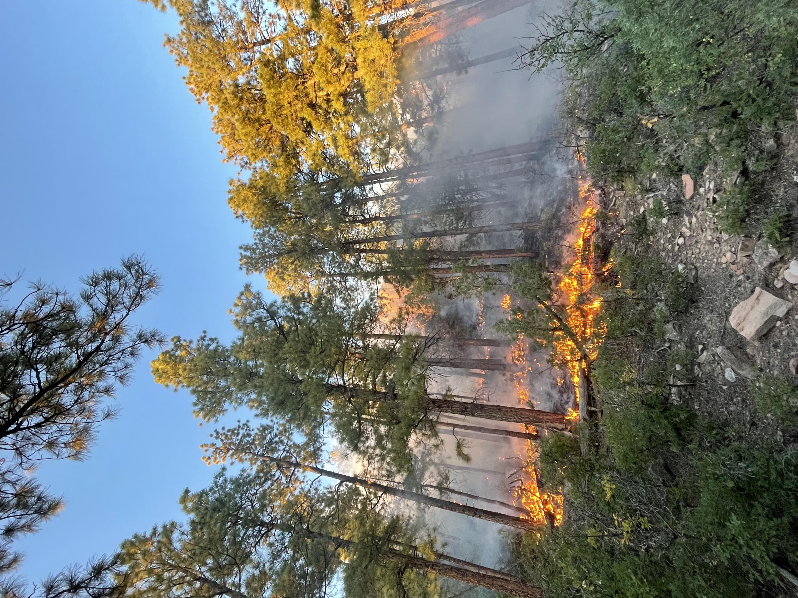 Fire burning in understory of trees