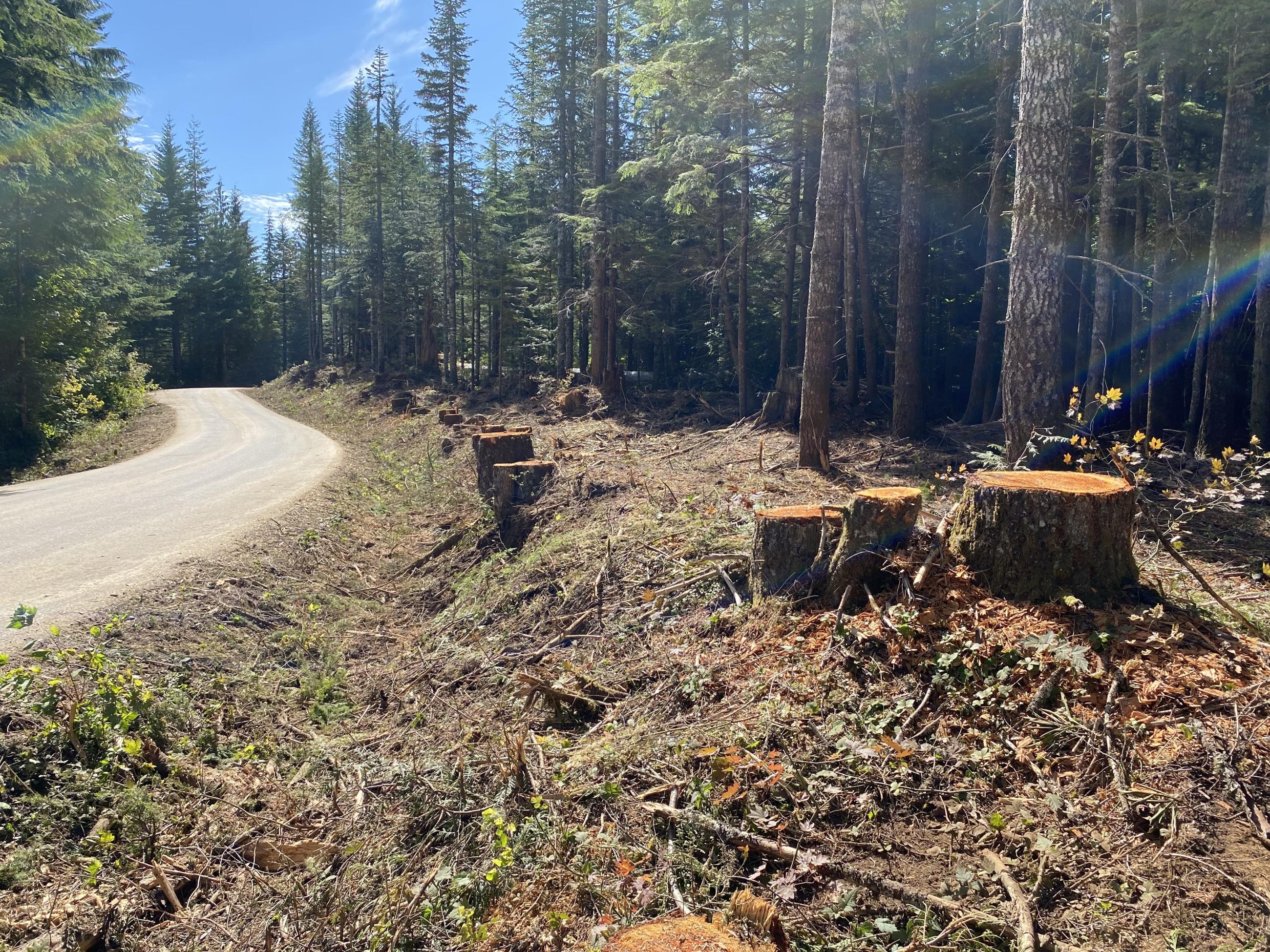 tree stumps in the foreground and a road in the backround