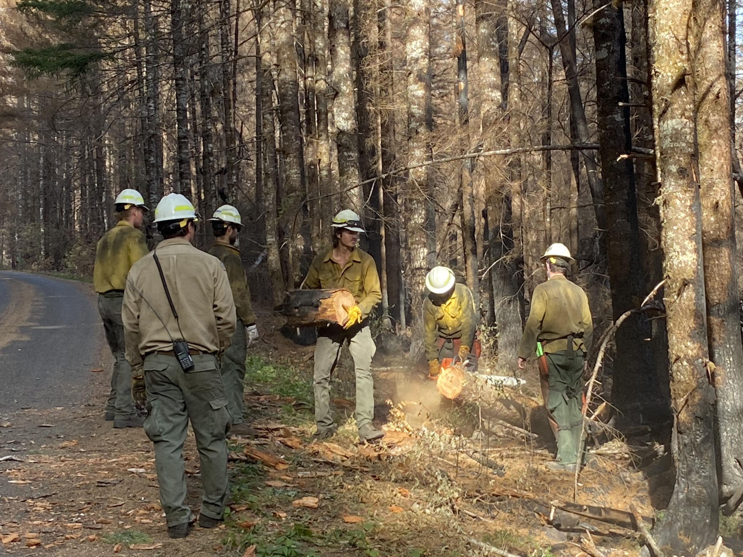 a firefighter cuts a downed tree with a chainsaw while another firefighter carries a log and the crew helps out