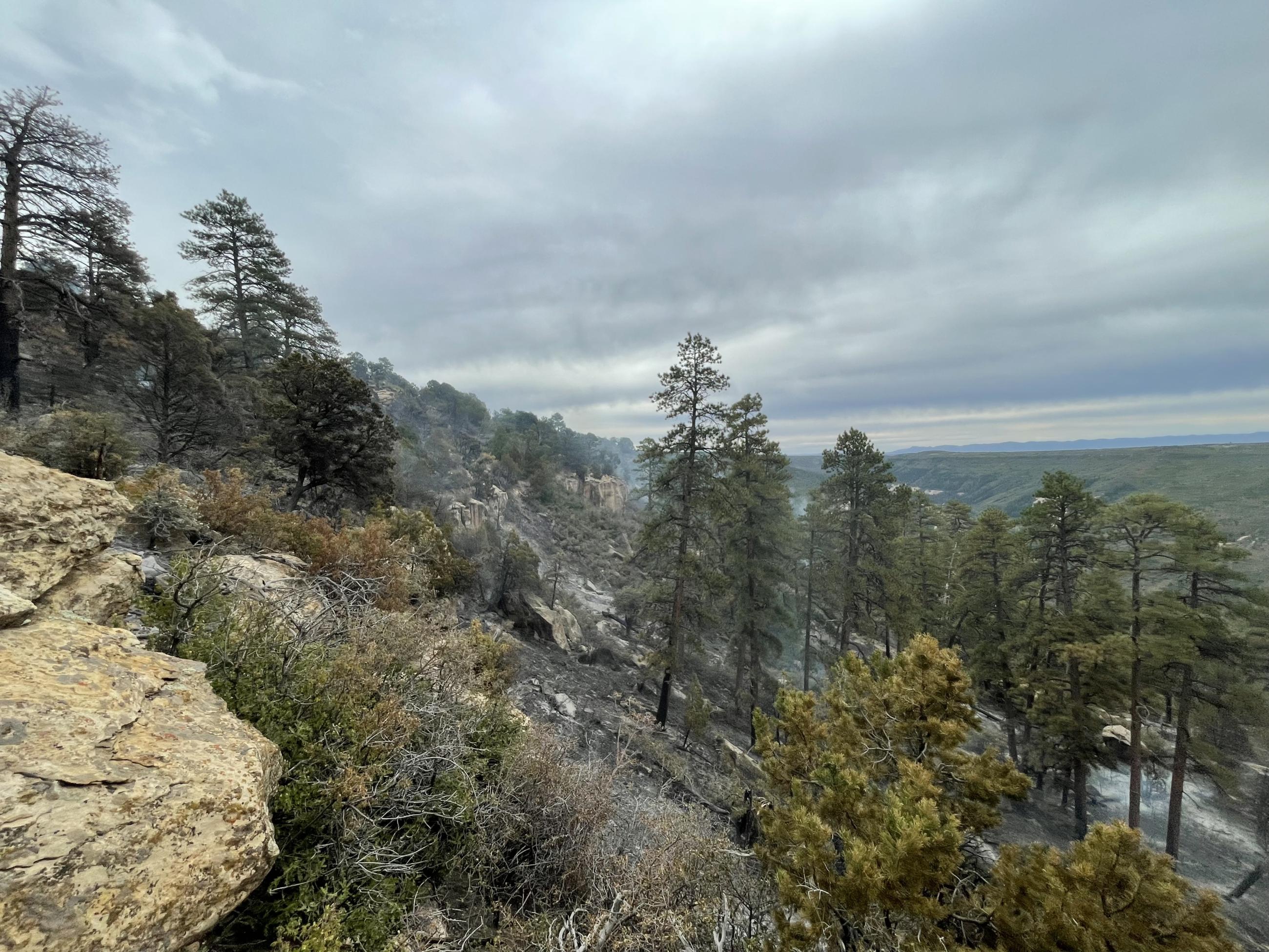 Landscape view of trees with some smoke, cloudy weather