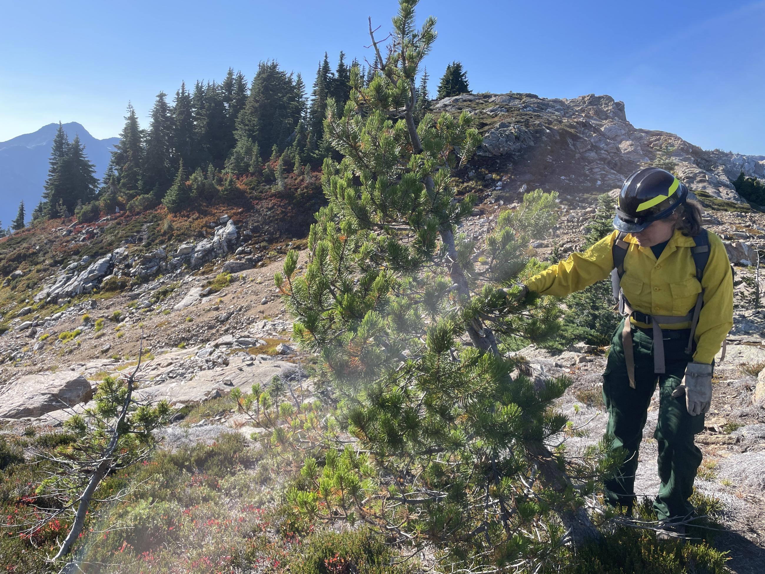 A woman wearing gloves, helmet, yellow shirt, and green pants touches an evergreen tree on a mountaintop
