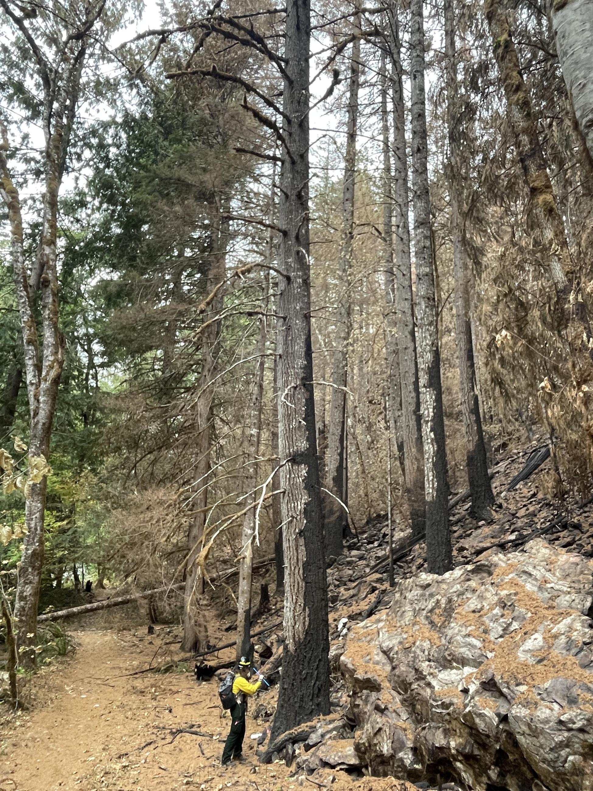 A woman in fire clothing holds a measuring device against the base of a tall, burnt conifer in a burnt area on bare dirt