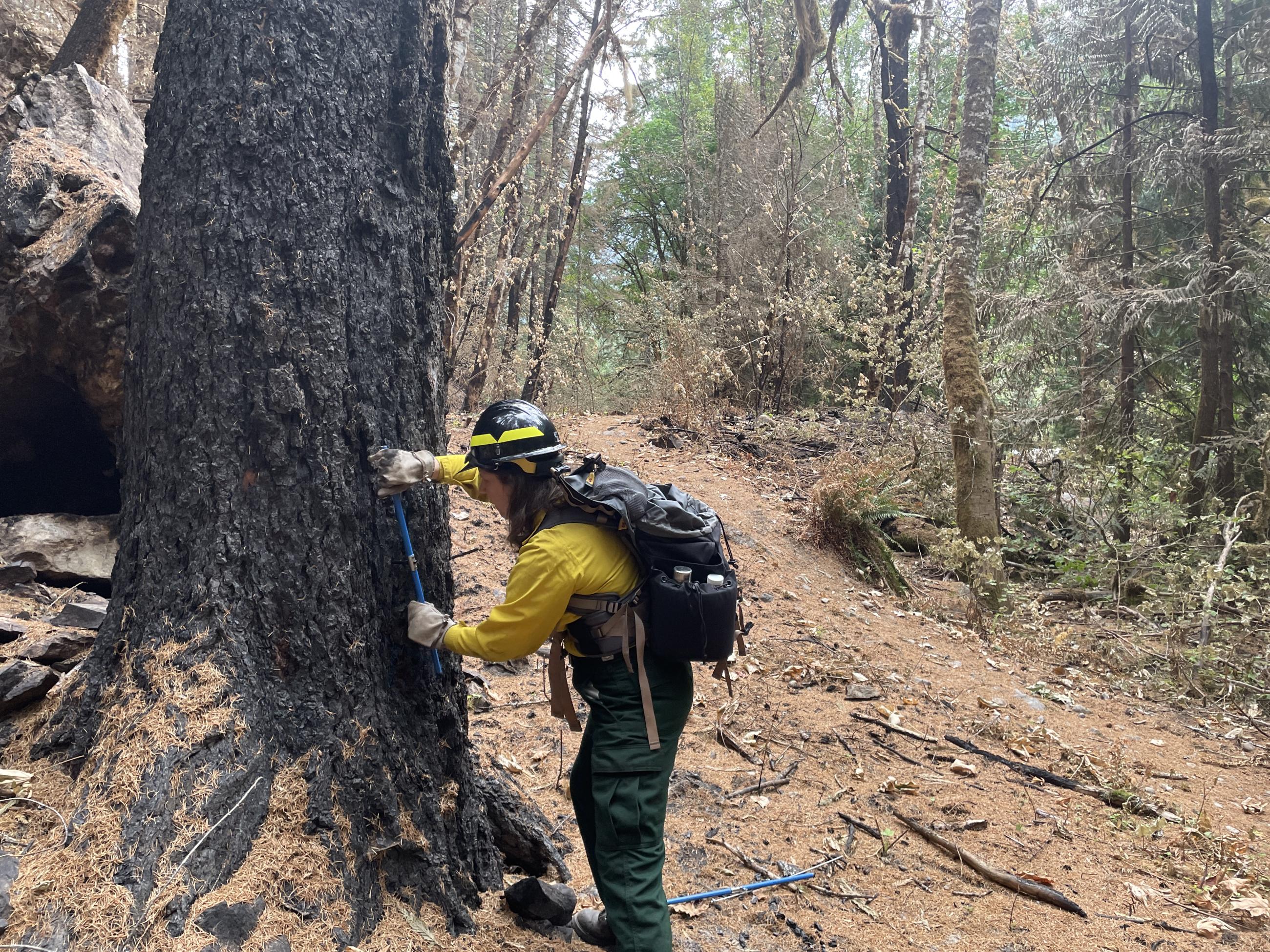 A woman in fire clothing holds a measuring device against the base of a large conifer in a burnt area on bare dirt