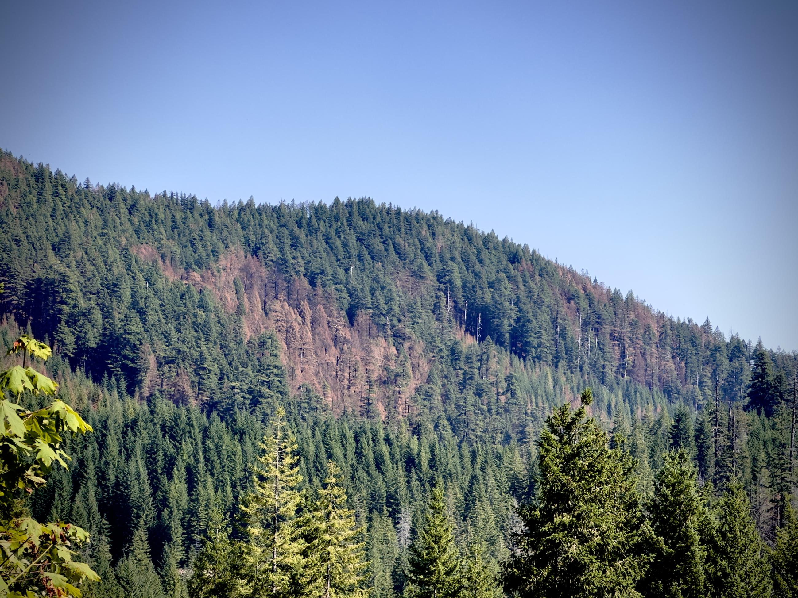 Mosaic burned forest hillside on Bedrock Fire