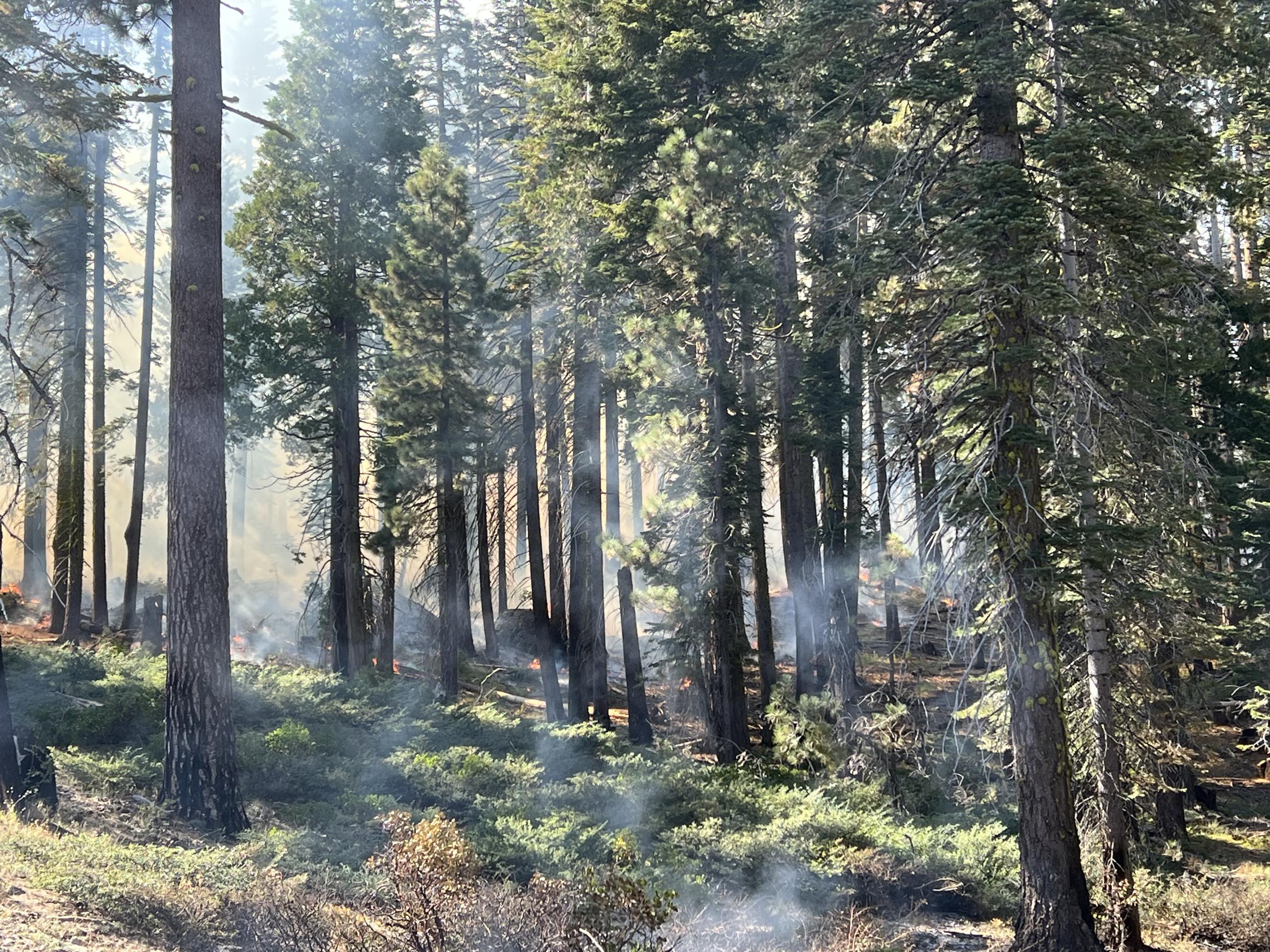 A forested landscape showing the effects of using fire to create a mosaic pattern on the forest floor