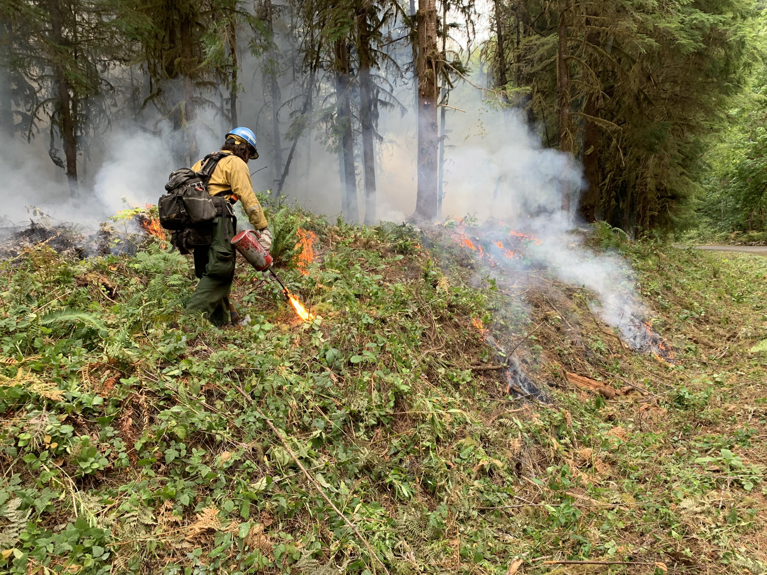 A firefighter walks along green vegetation carrying a canister that drips small flames.