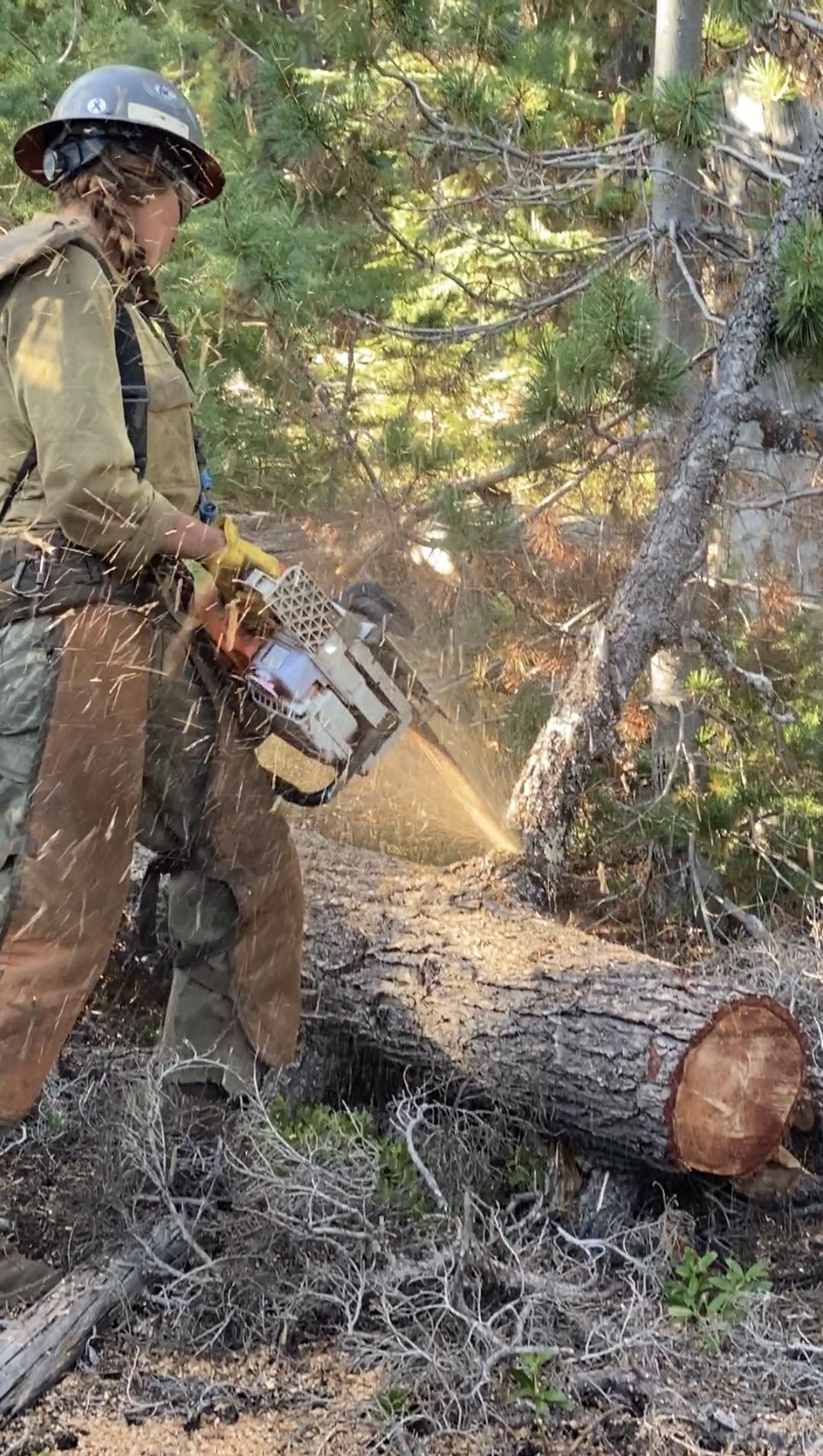 A chainsaw operator from Logan IHC limbs a downed tree on the Petes Lake Fire