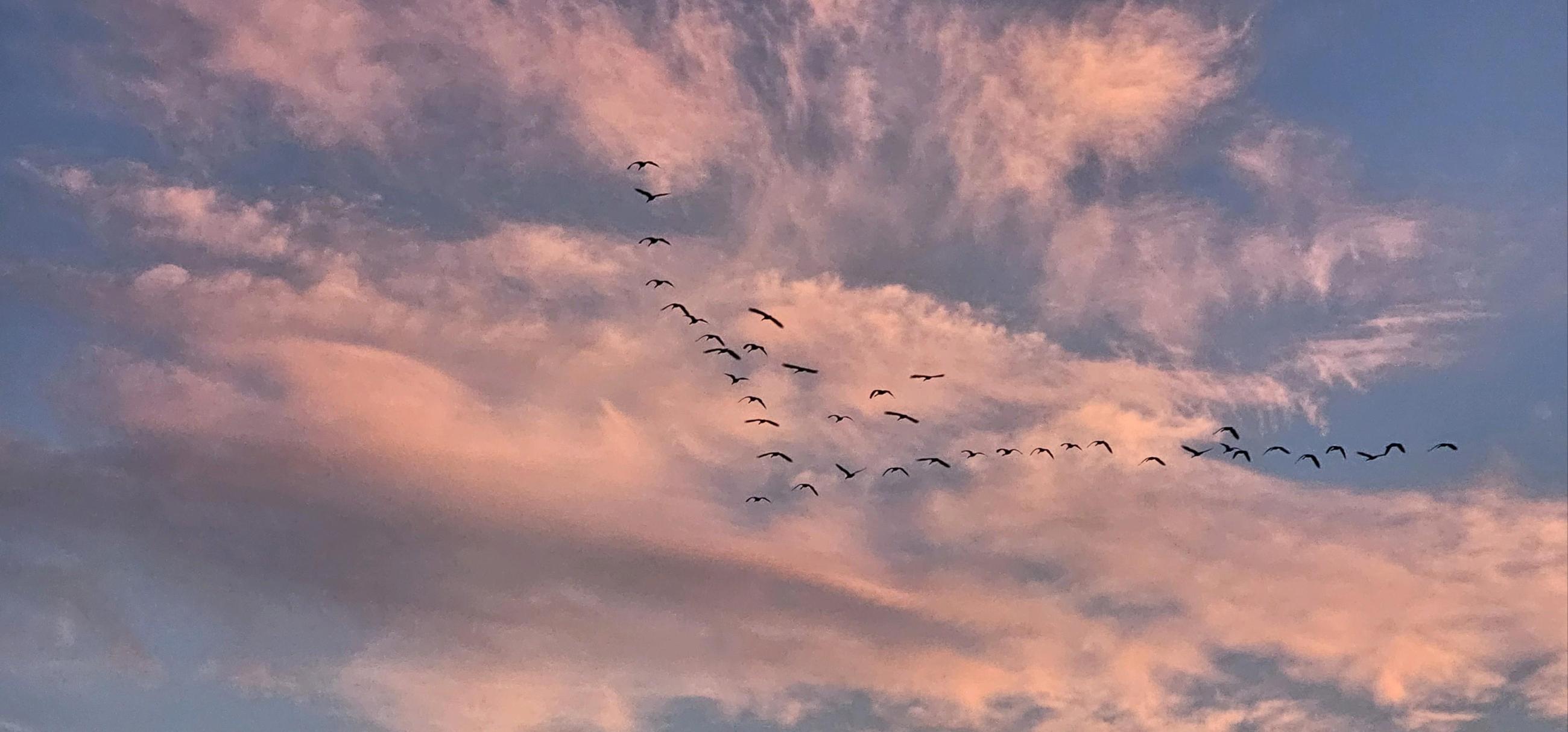 A flock of birds flying against a background of pink clouds