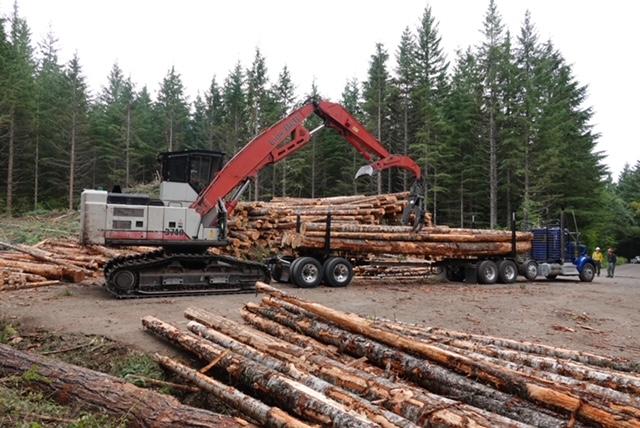 loading the logs on a truck