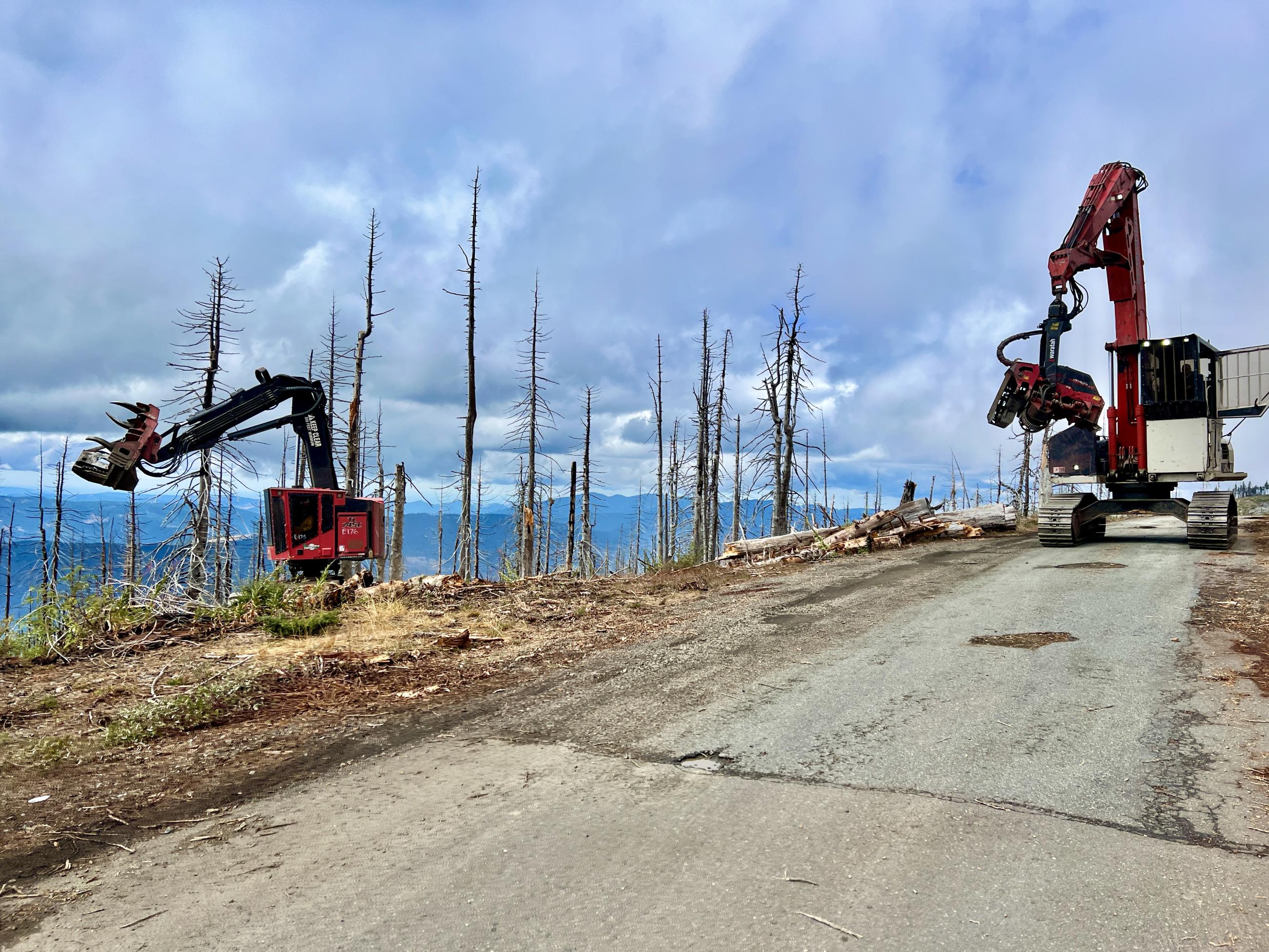 Heavy equipment removing hazard trees