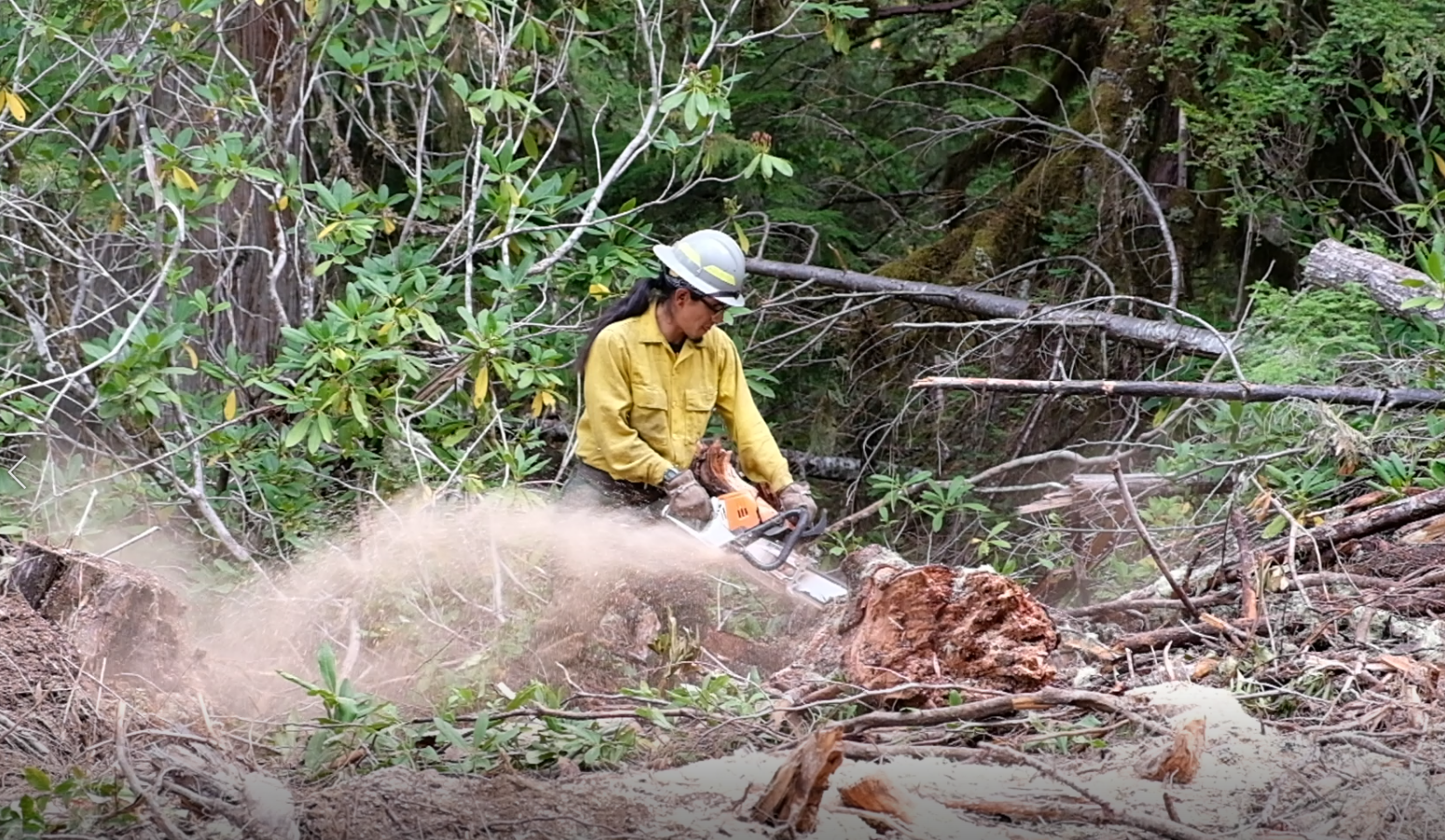 chips can be seen flying behind a firefighter as chainsaw is used to cut a log