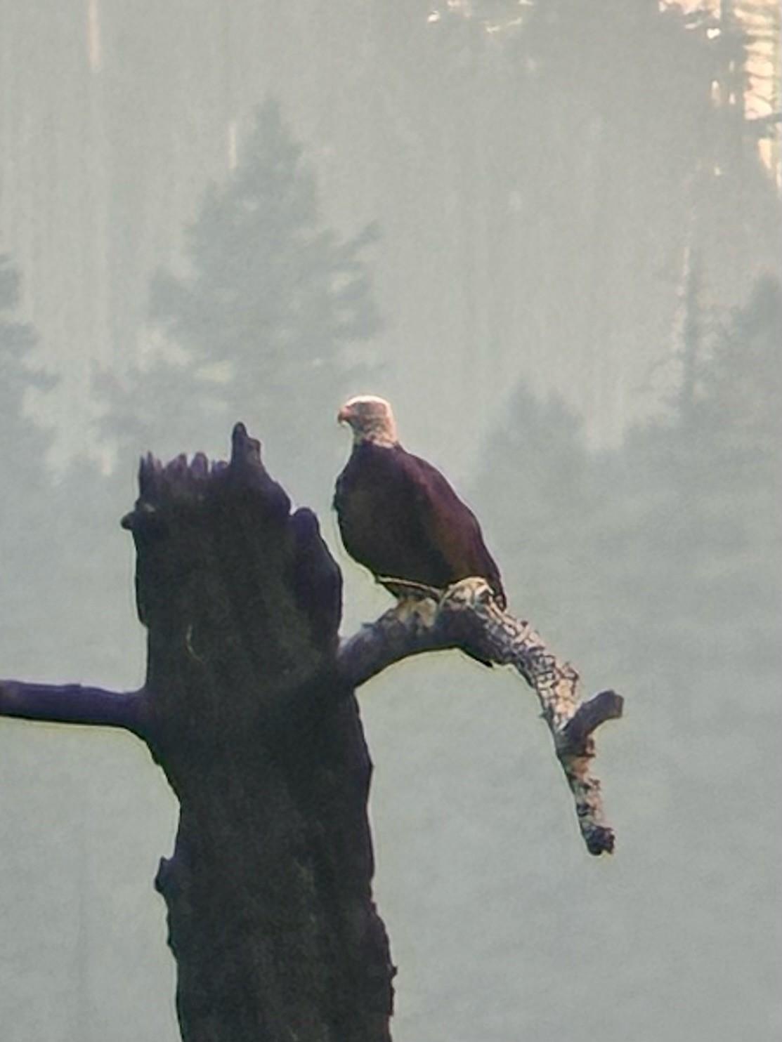 Image of a bald eagle sitting on a snag with smoke making the trees behind hazy. Photo USDA Forest Service courtesy Mike Spaulding