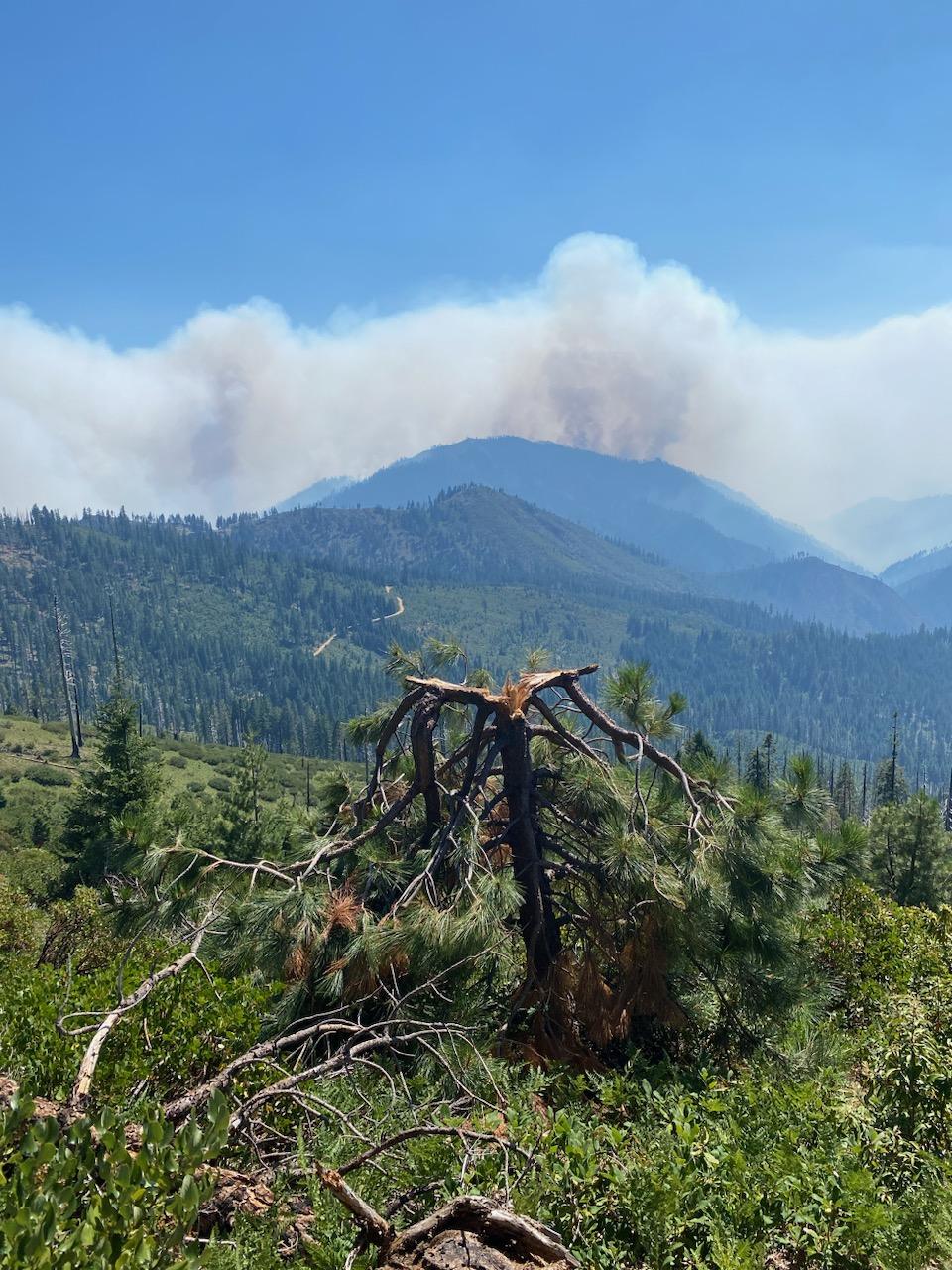 Image of an unburned lightning-struck tree with smoke above the mountains in the distance. Photo USDA Forest Service courtesy Garrett Hazelton