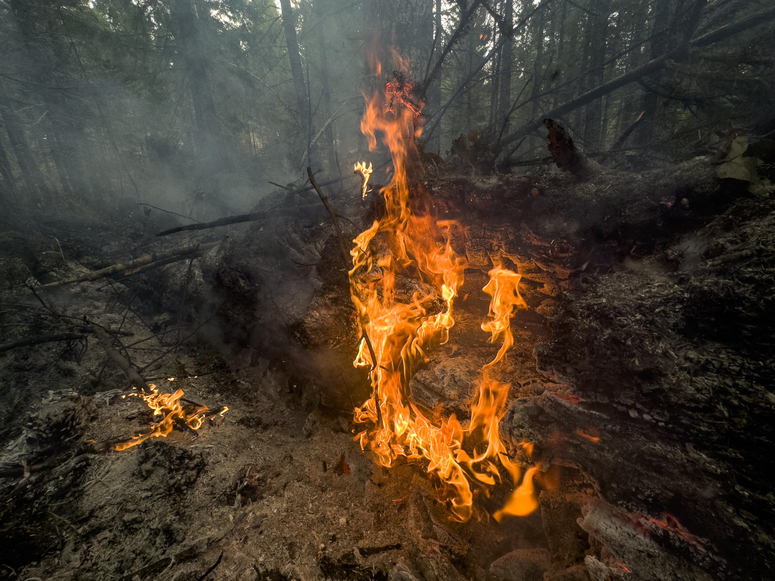 active flame is visible on the forest floor 