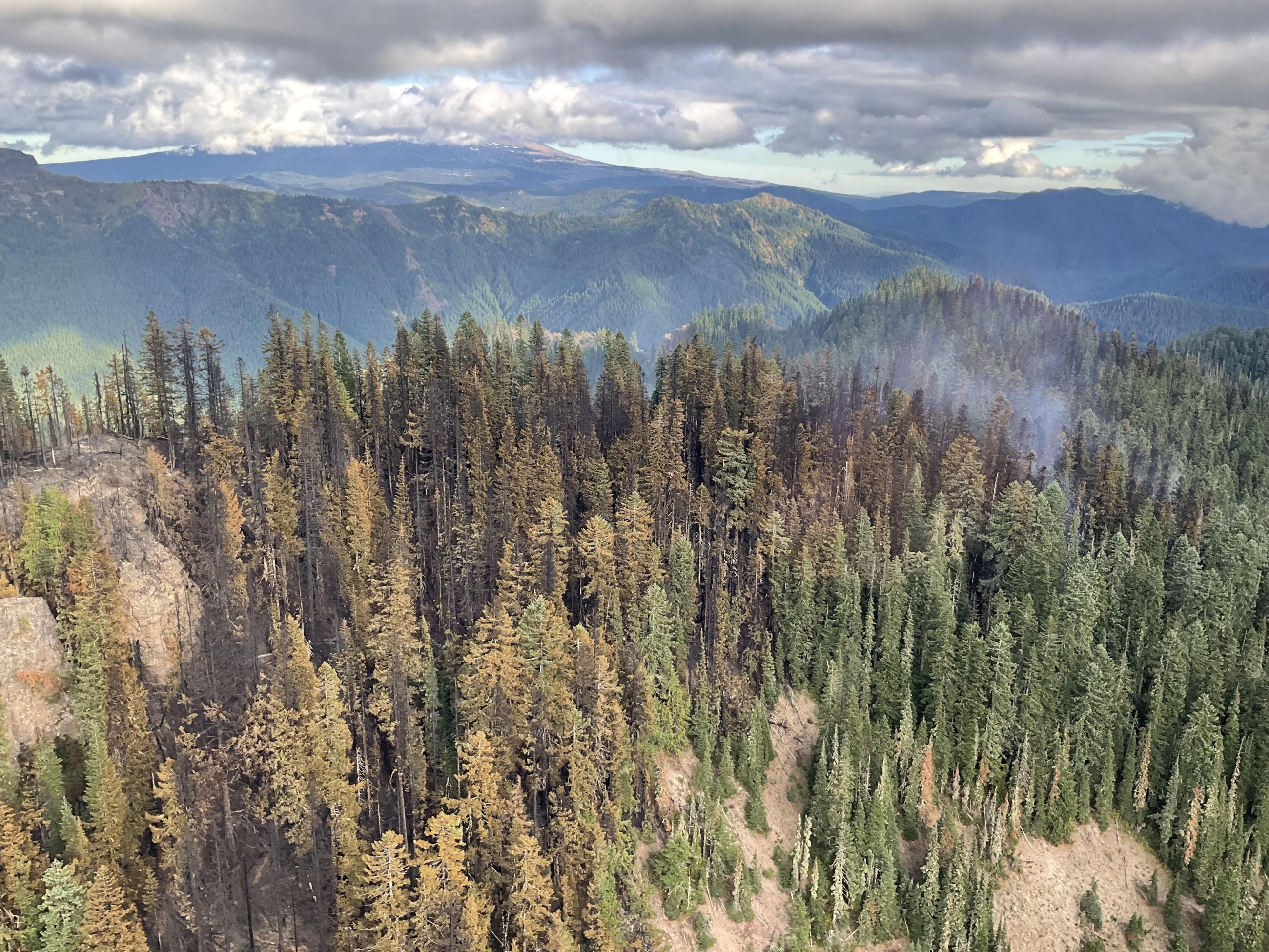 Aerial view of torched trees and smoke from the Cowlitz Complex 