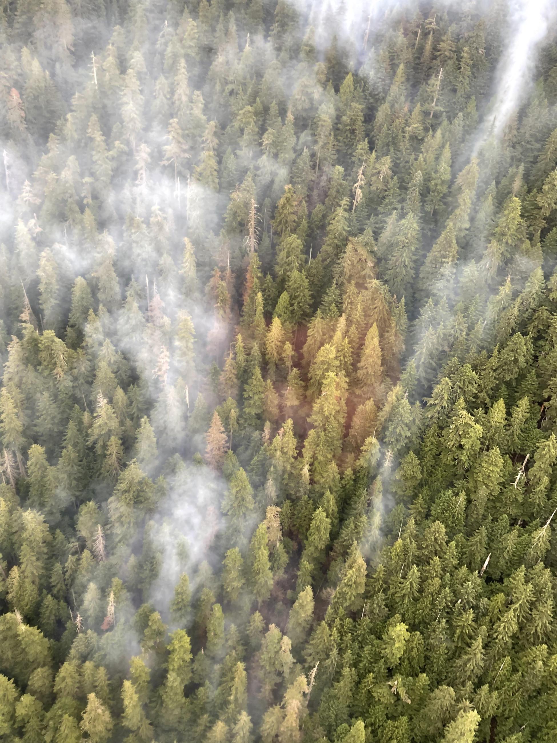 Smoke columns rise above the trees