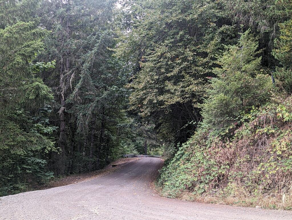 Thick vegetation overhangs a road 