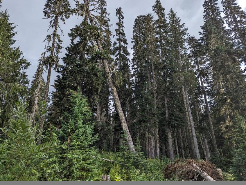 A tall pine tree leans onto another tall pine tree in what is called a snag