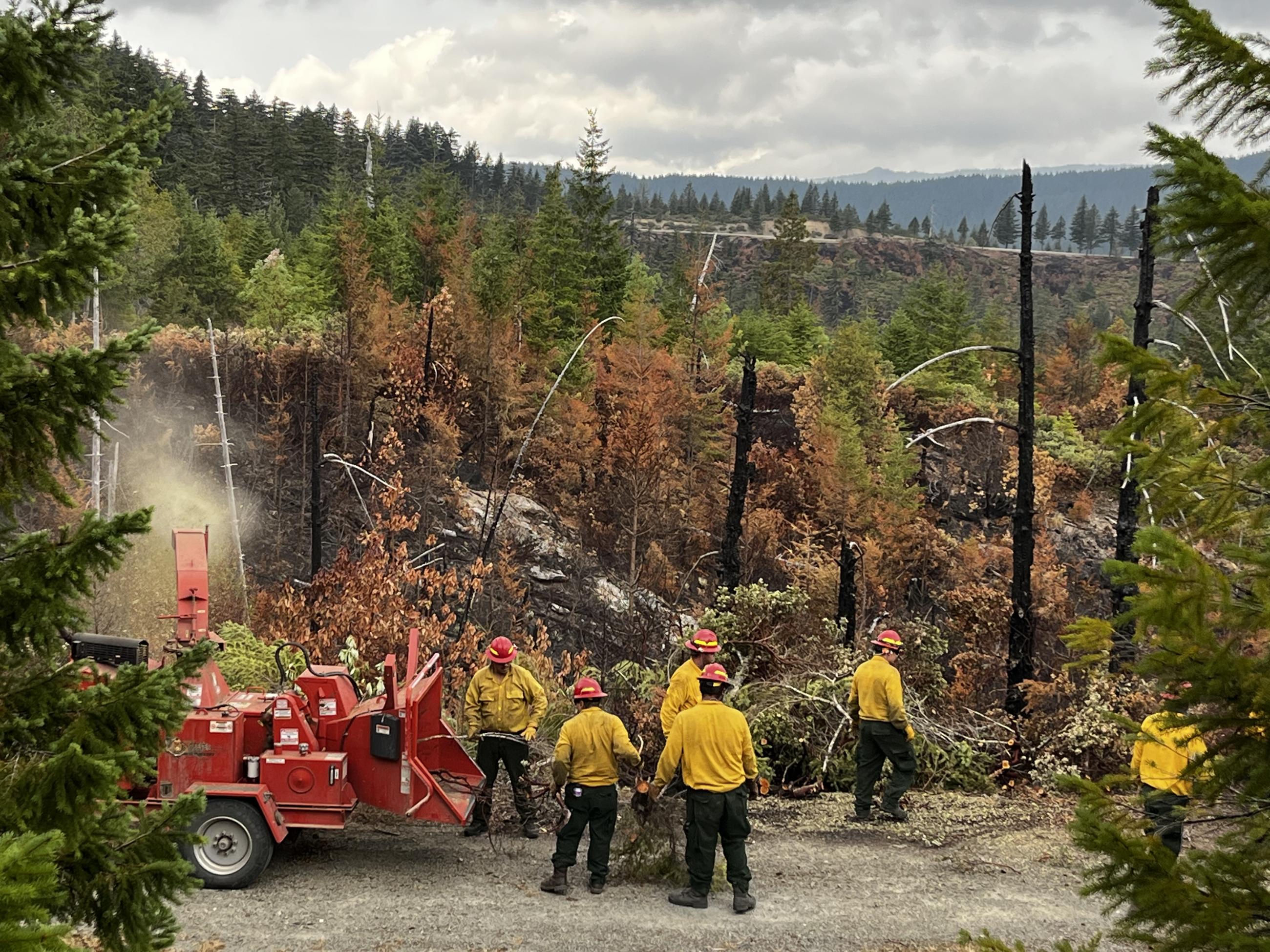 Several firefighters in green and yellow nomex with red hard hats use a red chipping machine in front of a burned forest.