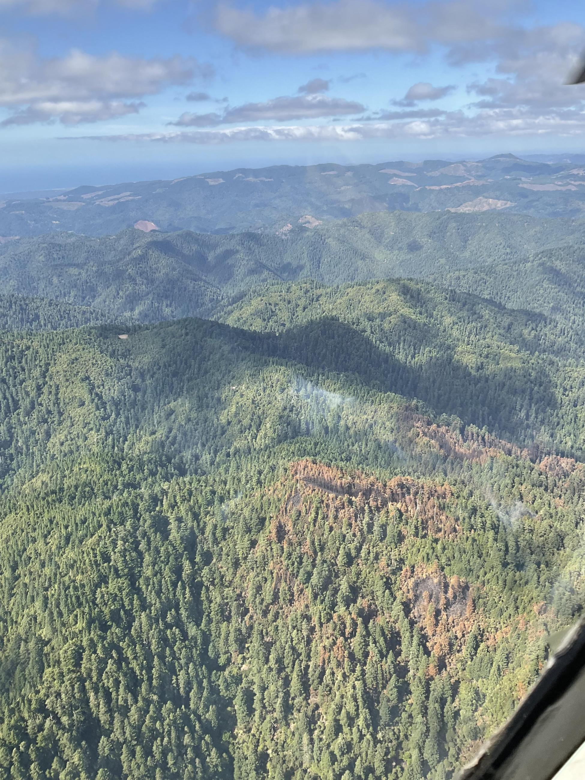 A photo from a helicopter of the forest below where the Anvil Fire is burning. Smoke is minimal and some trees are red from being burned. The ocean can be seen in the distance.