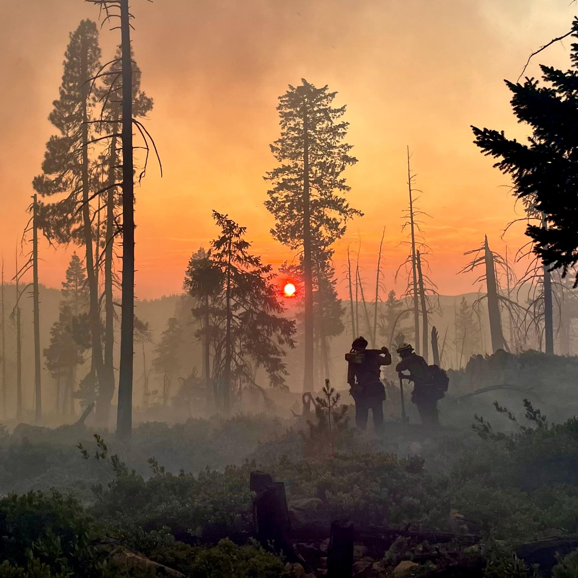 Firefighters at dawn in a smoky forest.