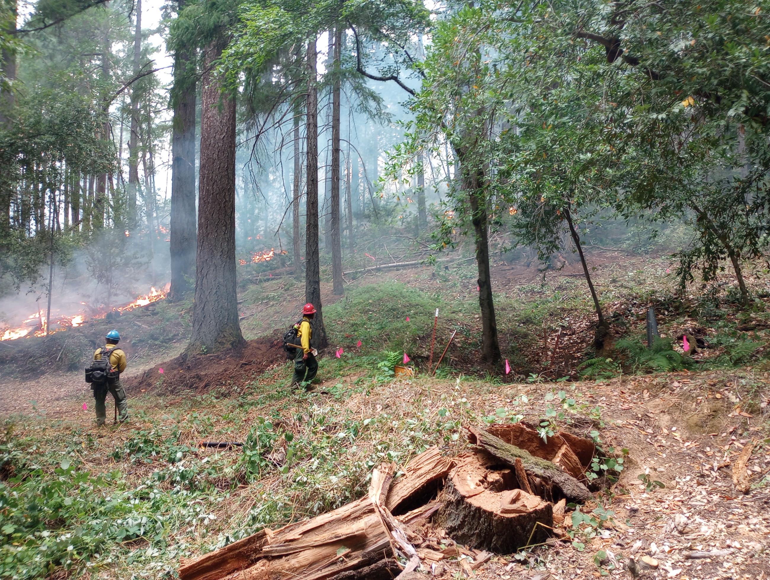 Two fighters in green pants and yellow examining an area of the Six Rivers National Forest marked off by small square red flags