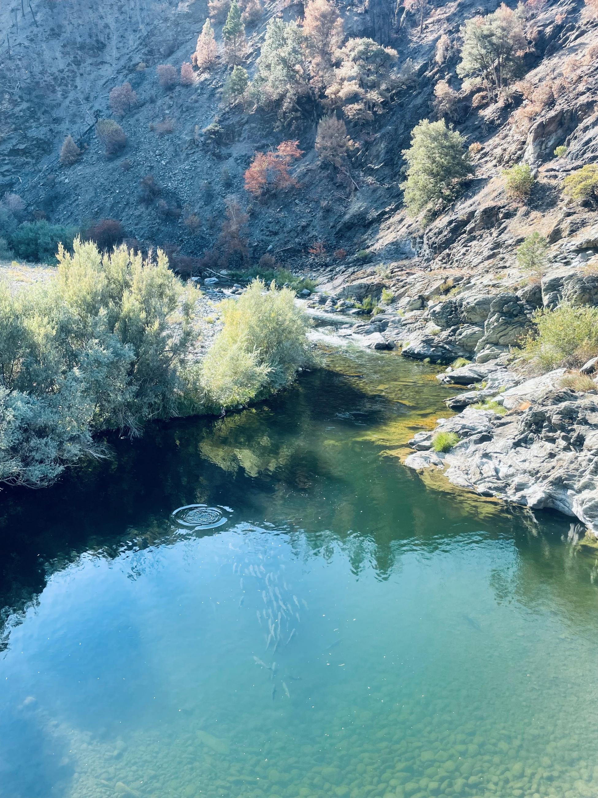 Chinook Salmon within the Scott River