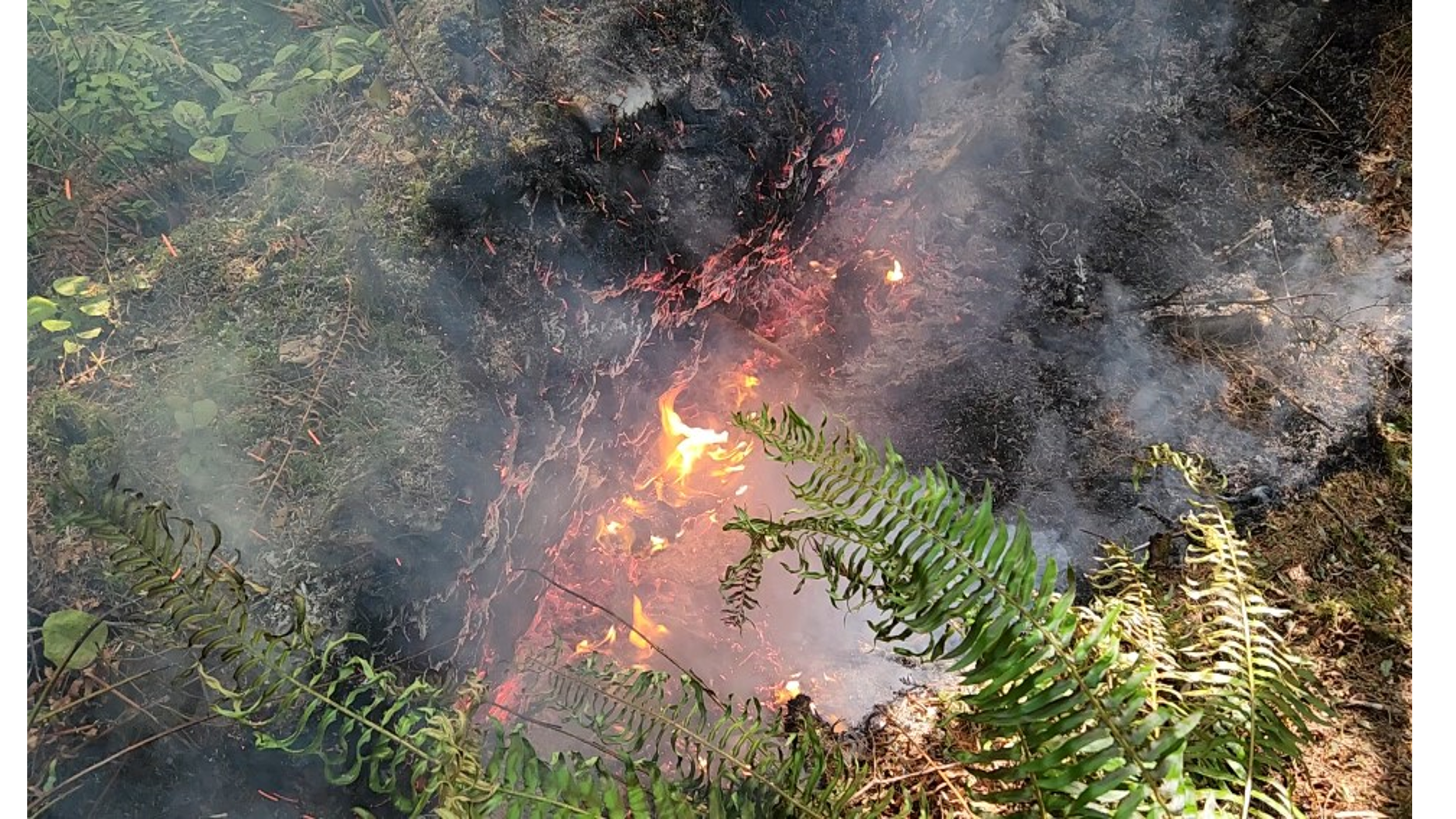 A small flame is visible from creeping fire on the forest floor.