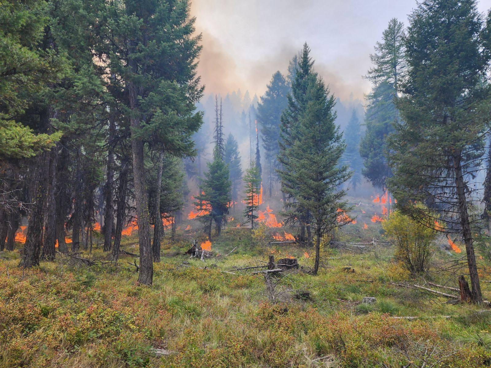 Prescribed fire, fire behavior 