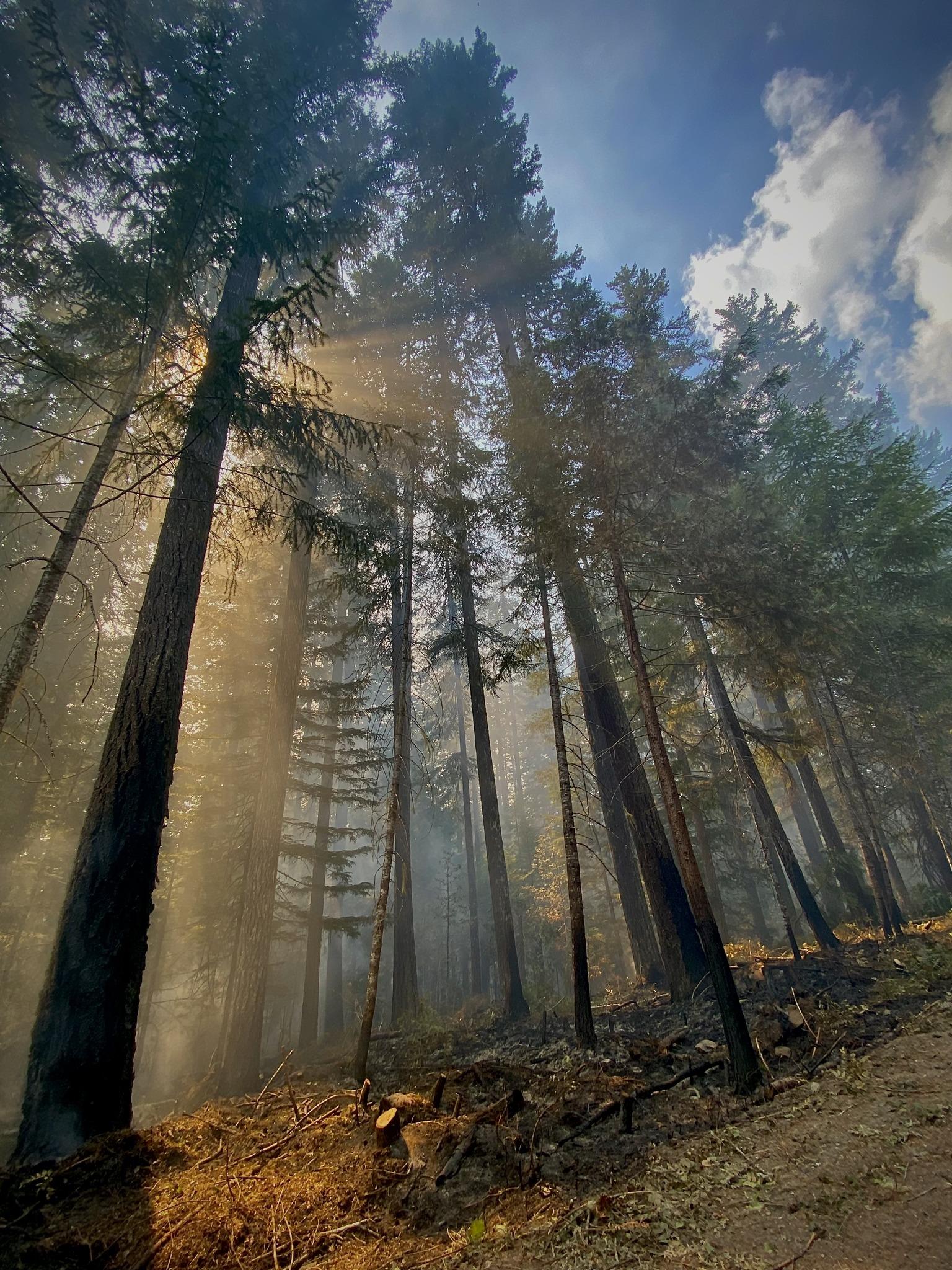 This is an image of smoke in the trees accentuated by sunlight