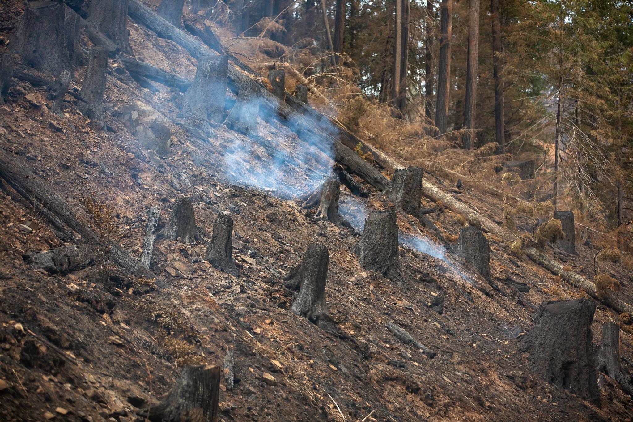 This an image of smoldering tree stumps