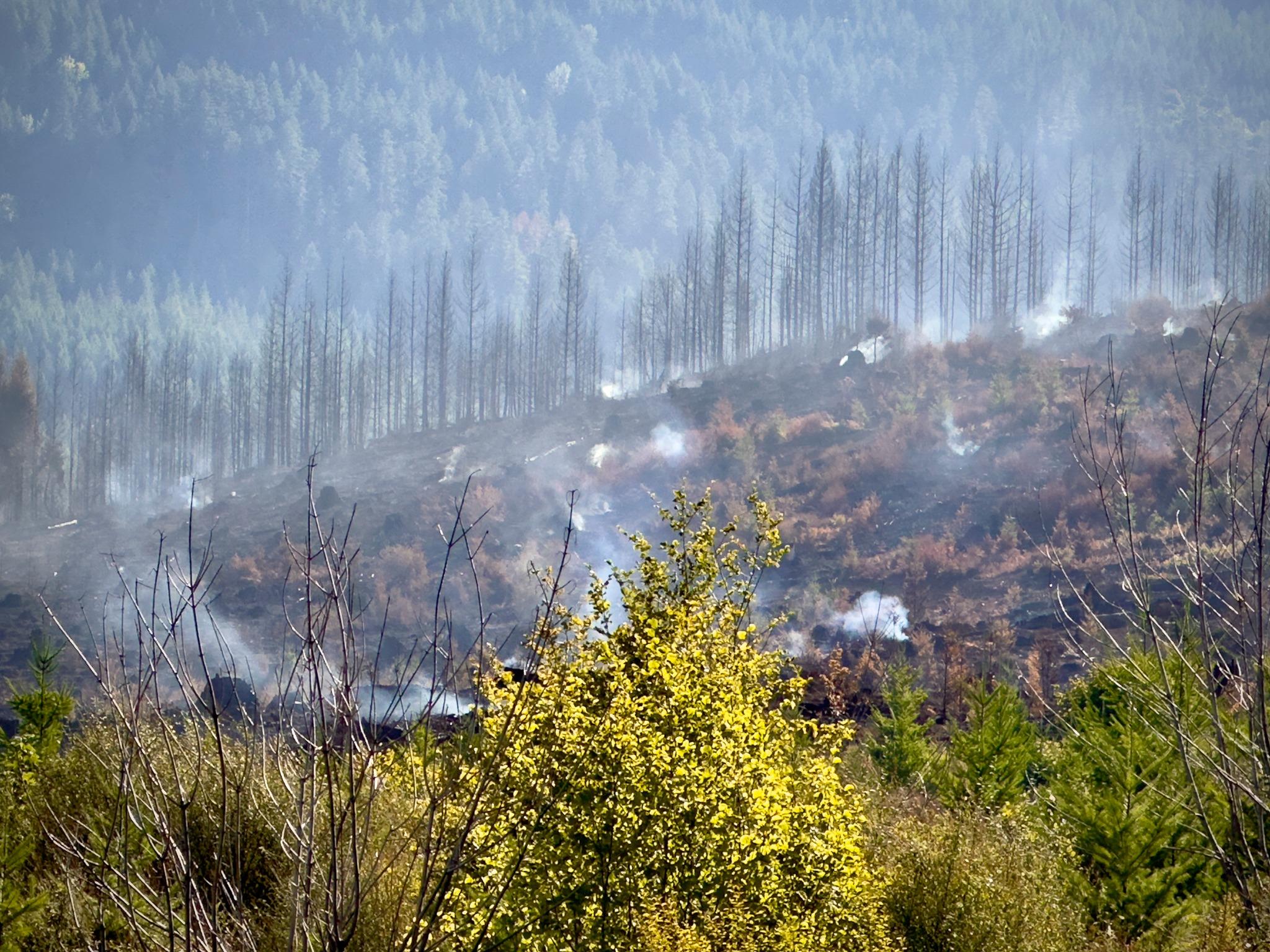 This is an image of the landscape. Trees are burnt and smoldering.