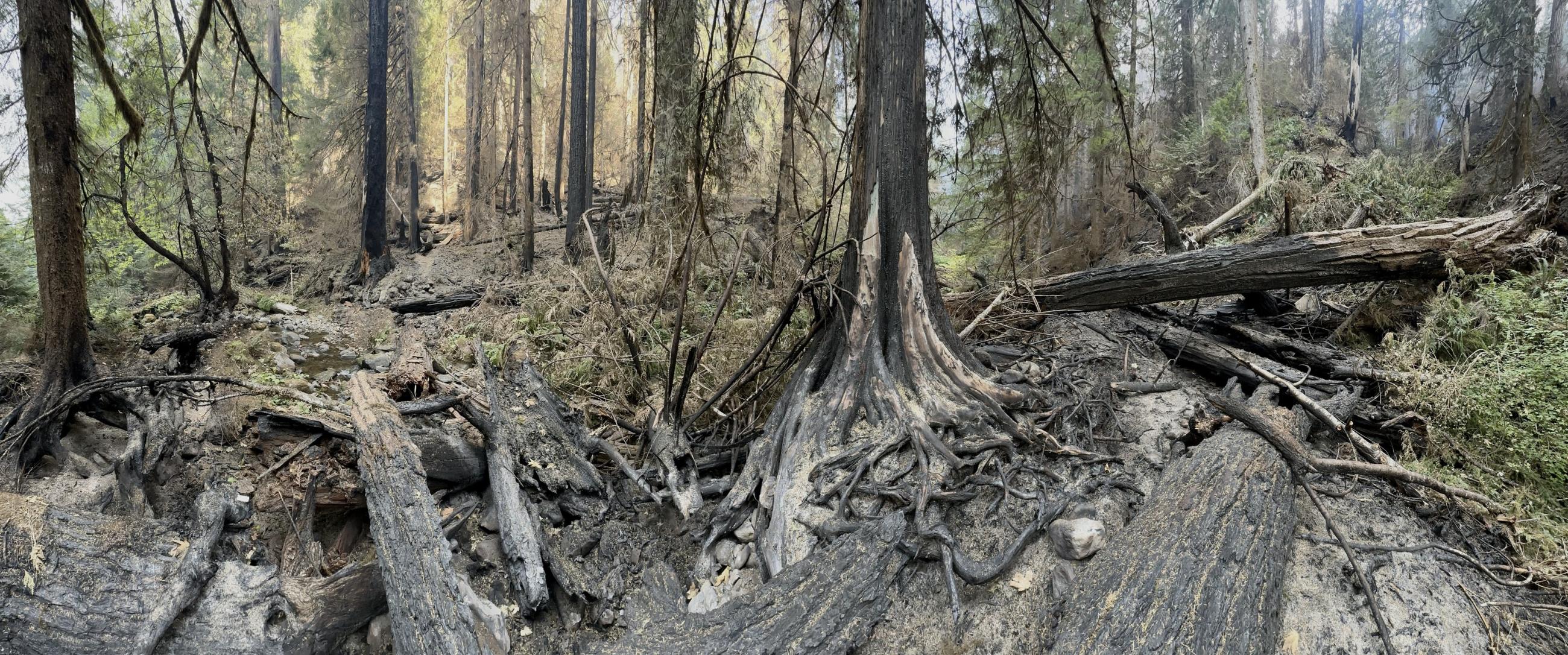 This is an image of burned trees in the HJ Andrews Forest