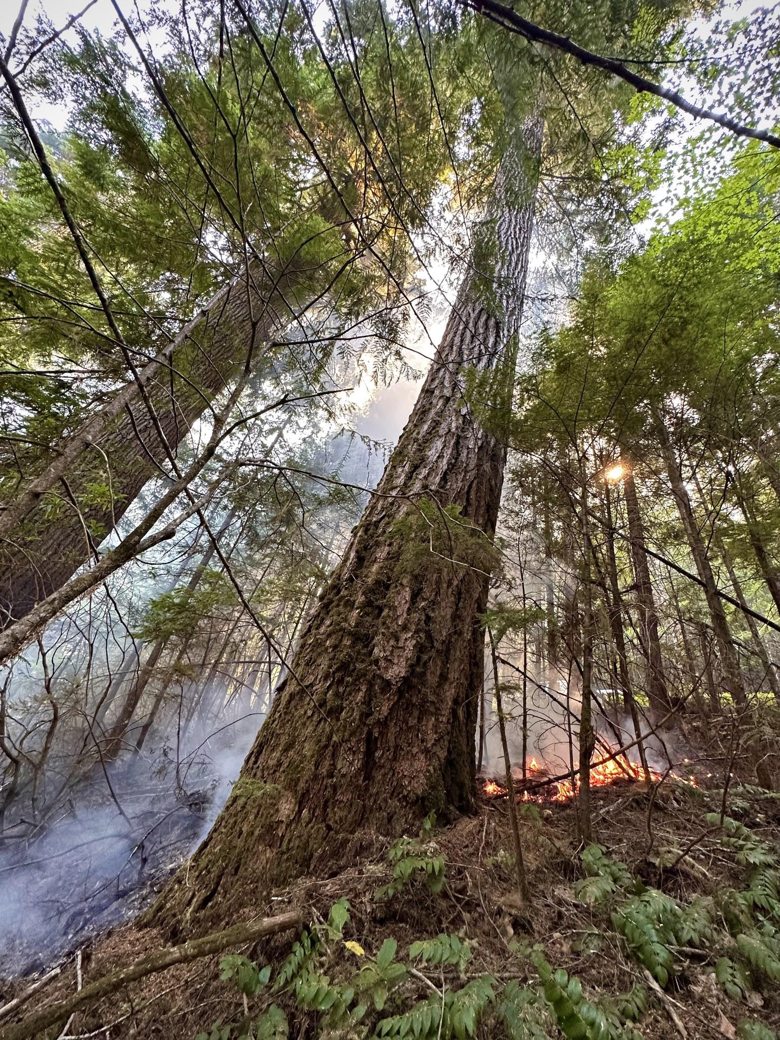 This is an image of healthy treees and smoke from the approaching fire