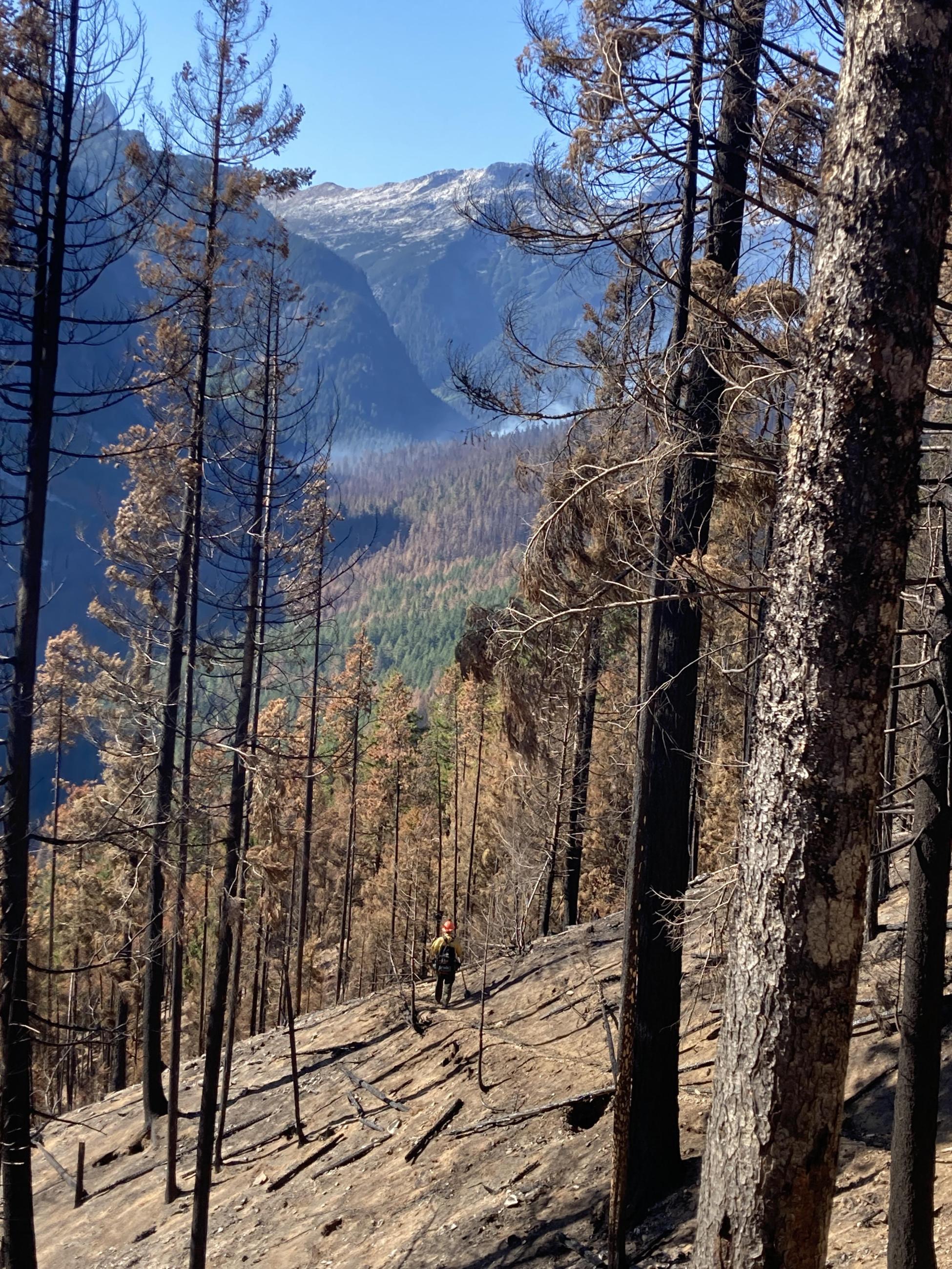 A man is seen in the distance among burnt trees and bare dirt