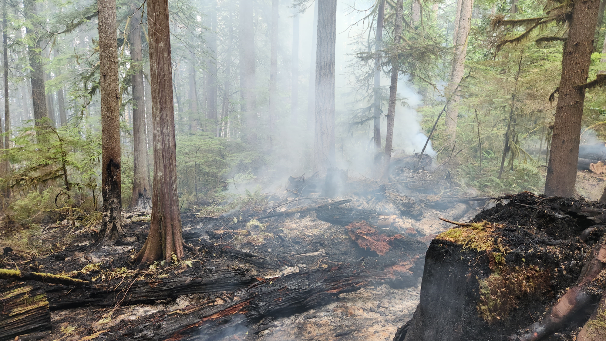 smoke rises from a burned log on the forest floor