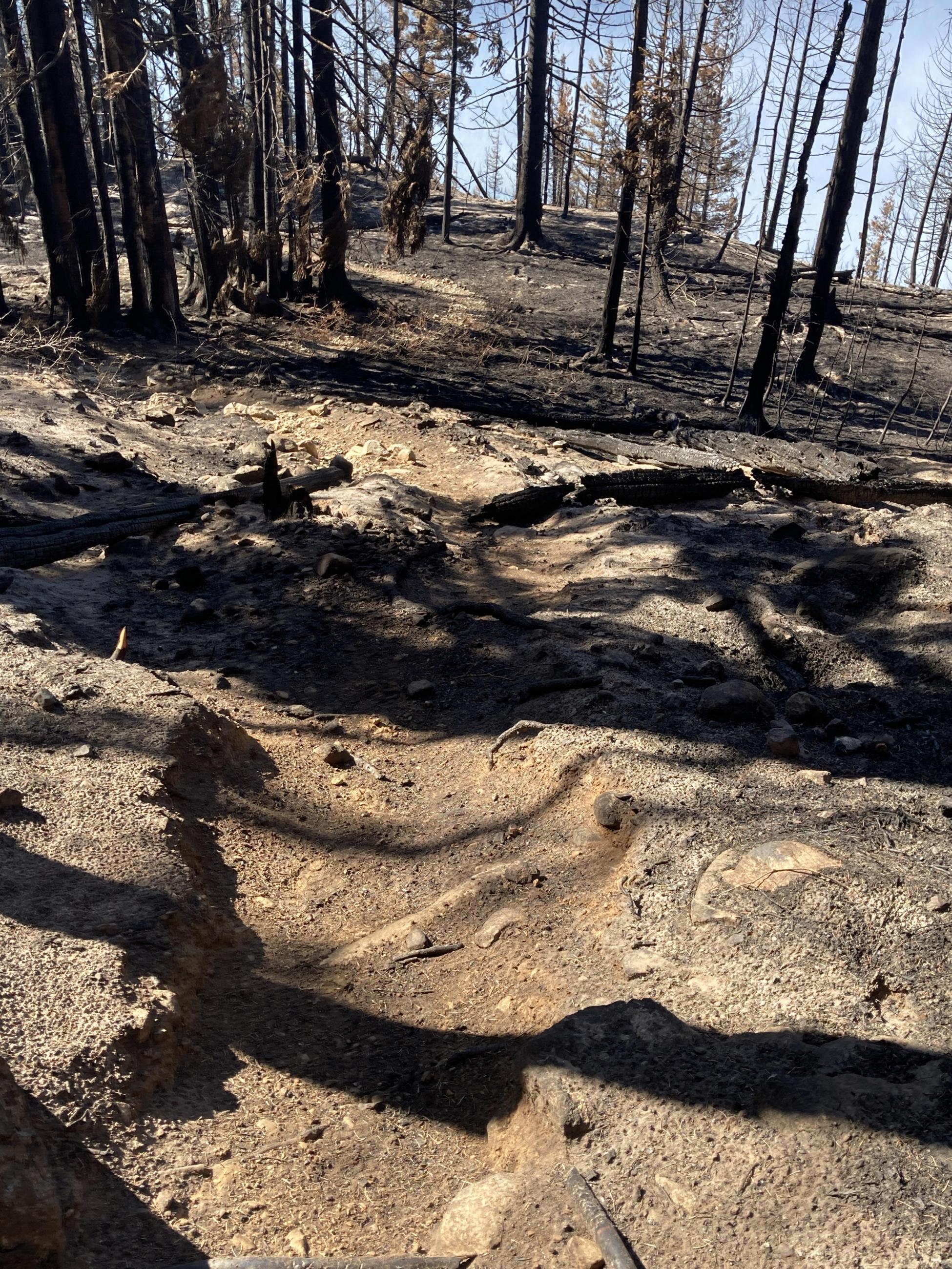 A damaged dirt trail surrounded by burnt black trees