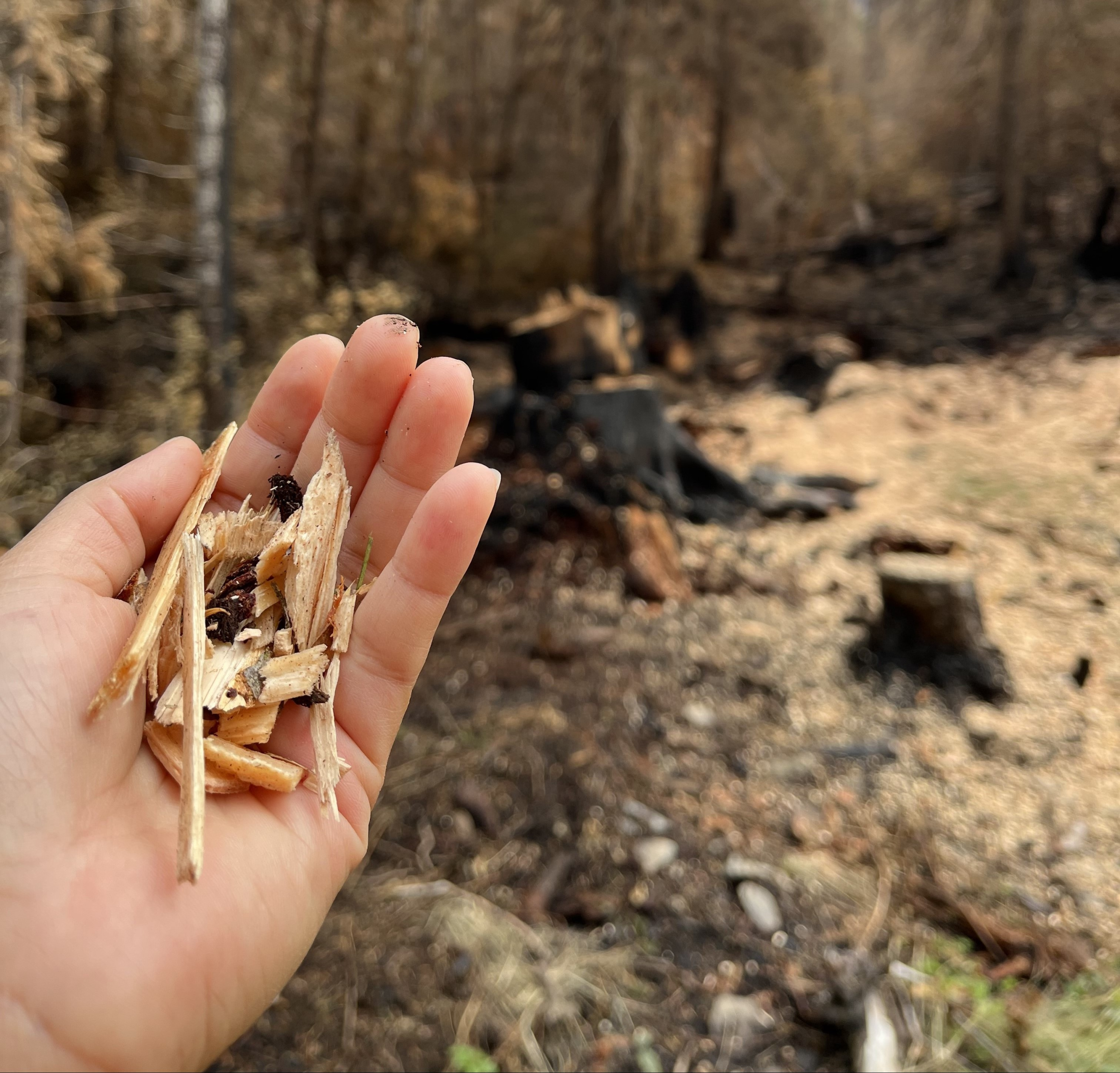 a handful of chipped woody debris, with chips dispersed across the forest floor in the background