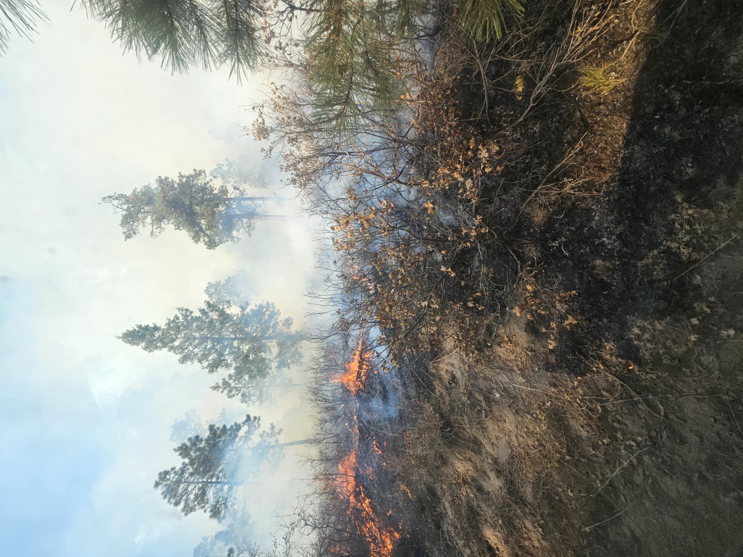 1 foot flames in the understory of a young ponderosa pine forest, with blackened earth in the foreground. The pine trees are still green.