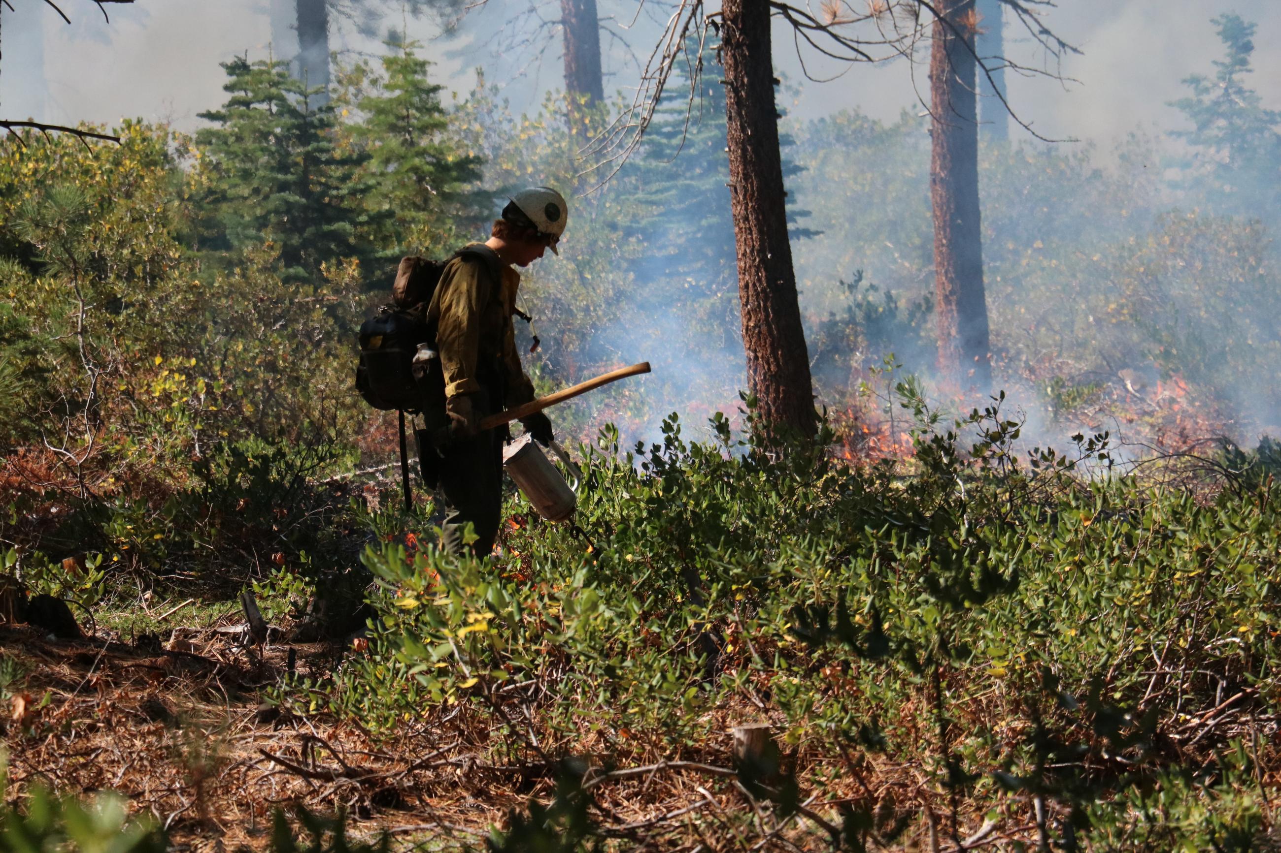 Firefighter conducting a prescribed underburn in the Tahoe National Forest