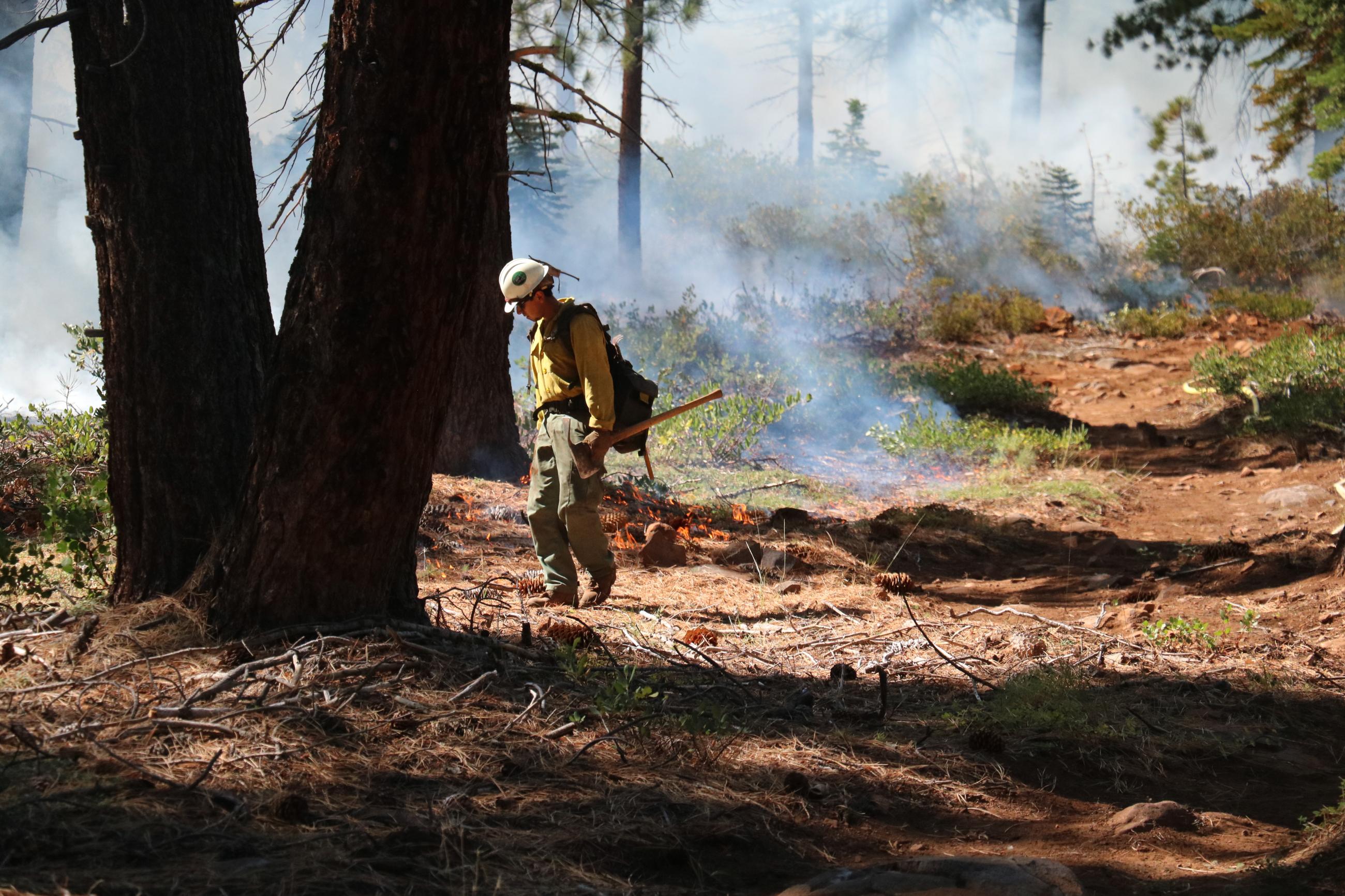 Firefighter conducting a prescribed underburn near Sagehen Hills