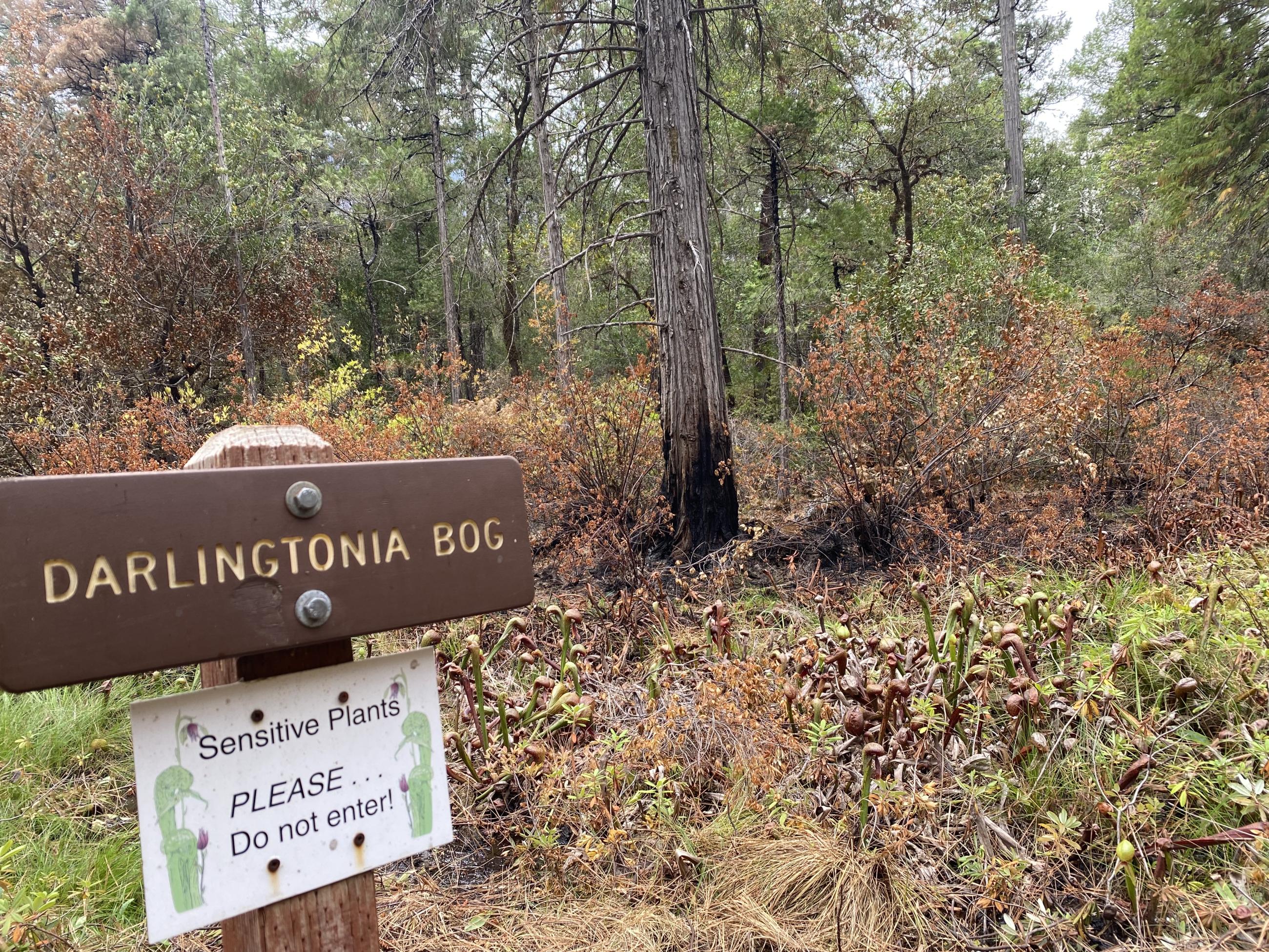 Light burn in Darlingtonia Bog