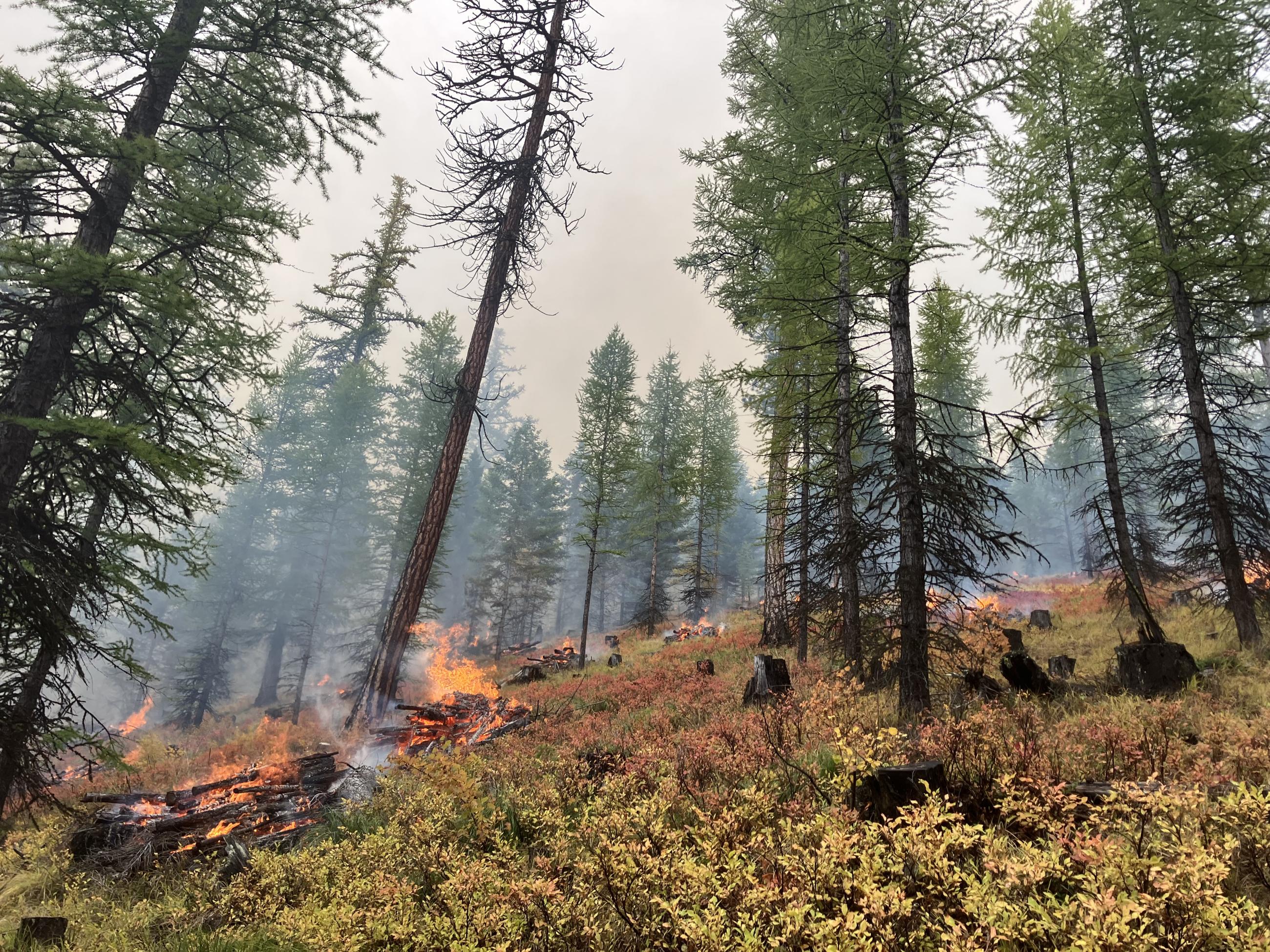 Piles of fuel in the forest burning 