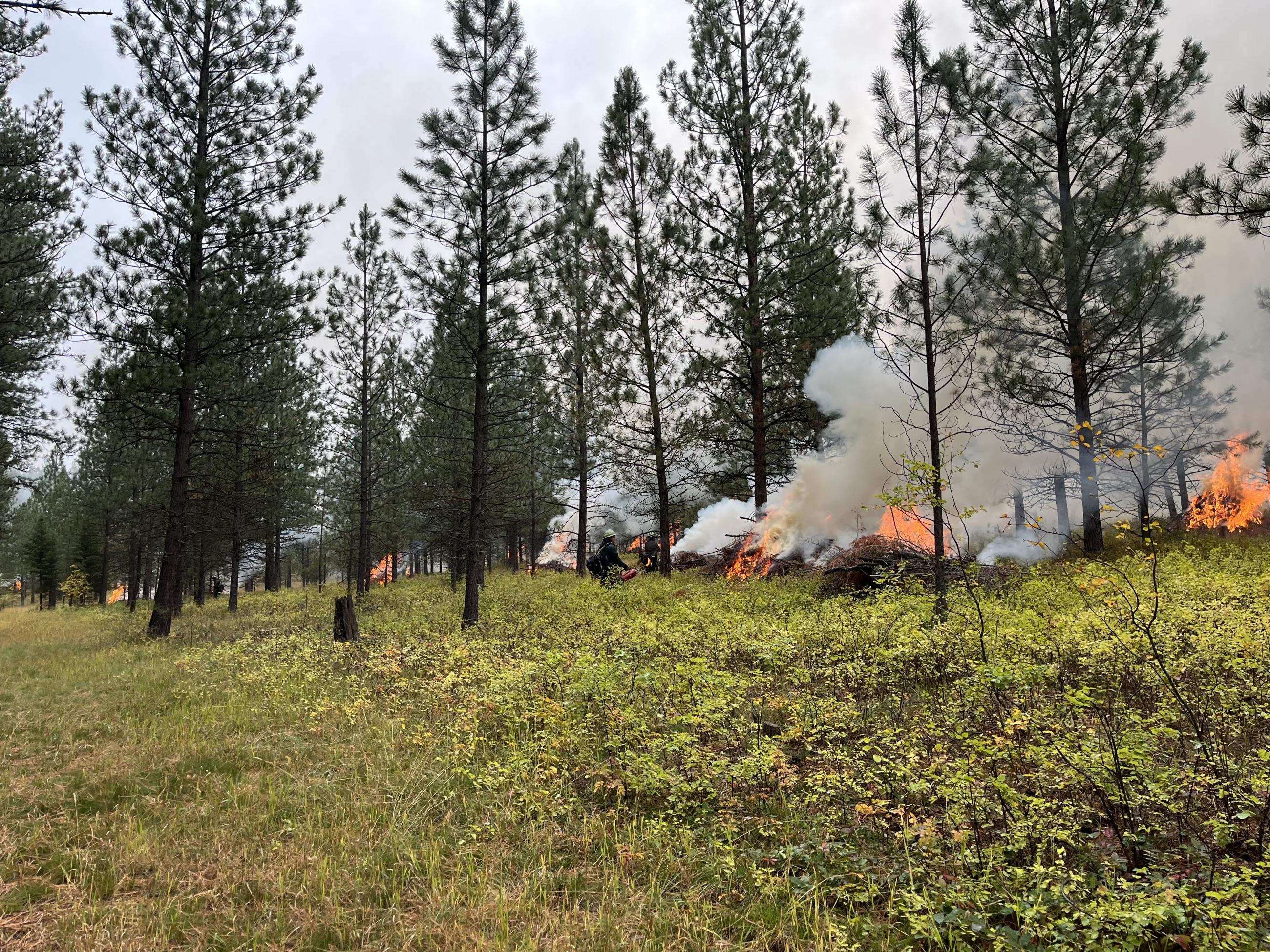 Piles in the forest on fire 