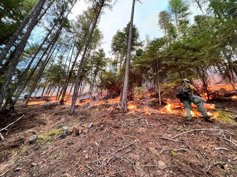 Ponderosa Pine forest with flames and firefighter with drip torch 