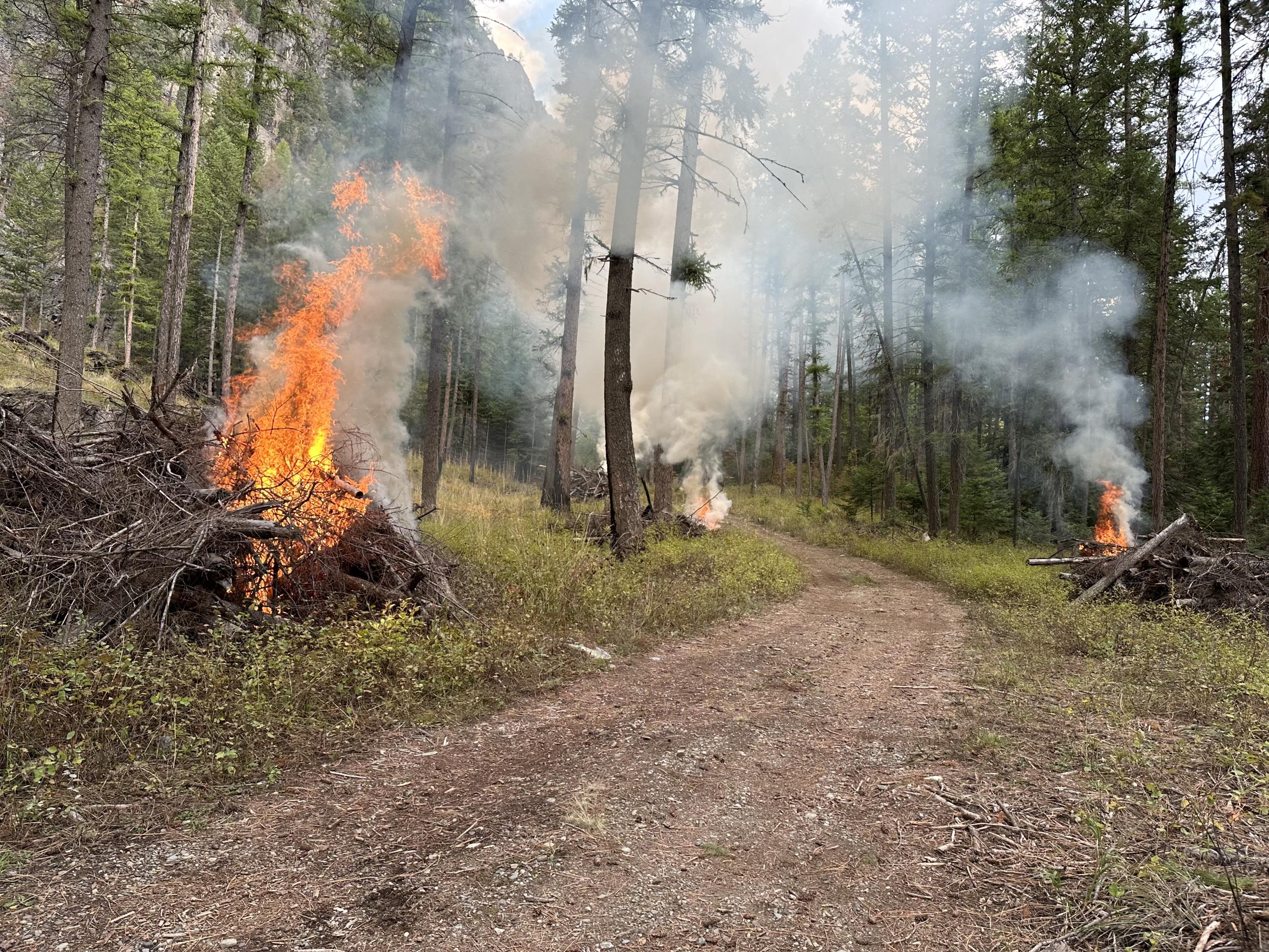 Flames on a pile burning in the forest