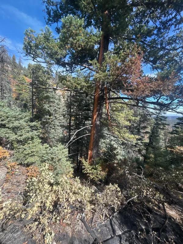 Lightning strike tree that was determined the cause of the Saint Charles Fire