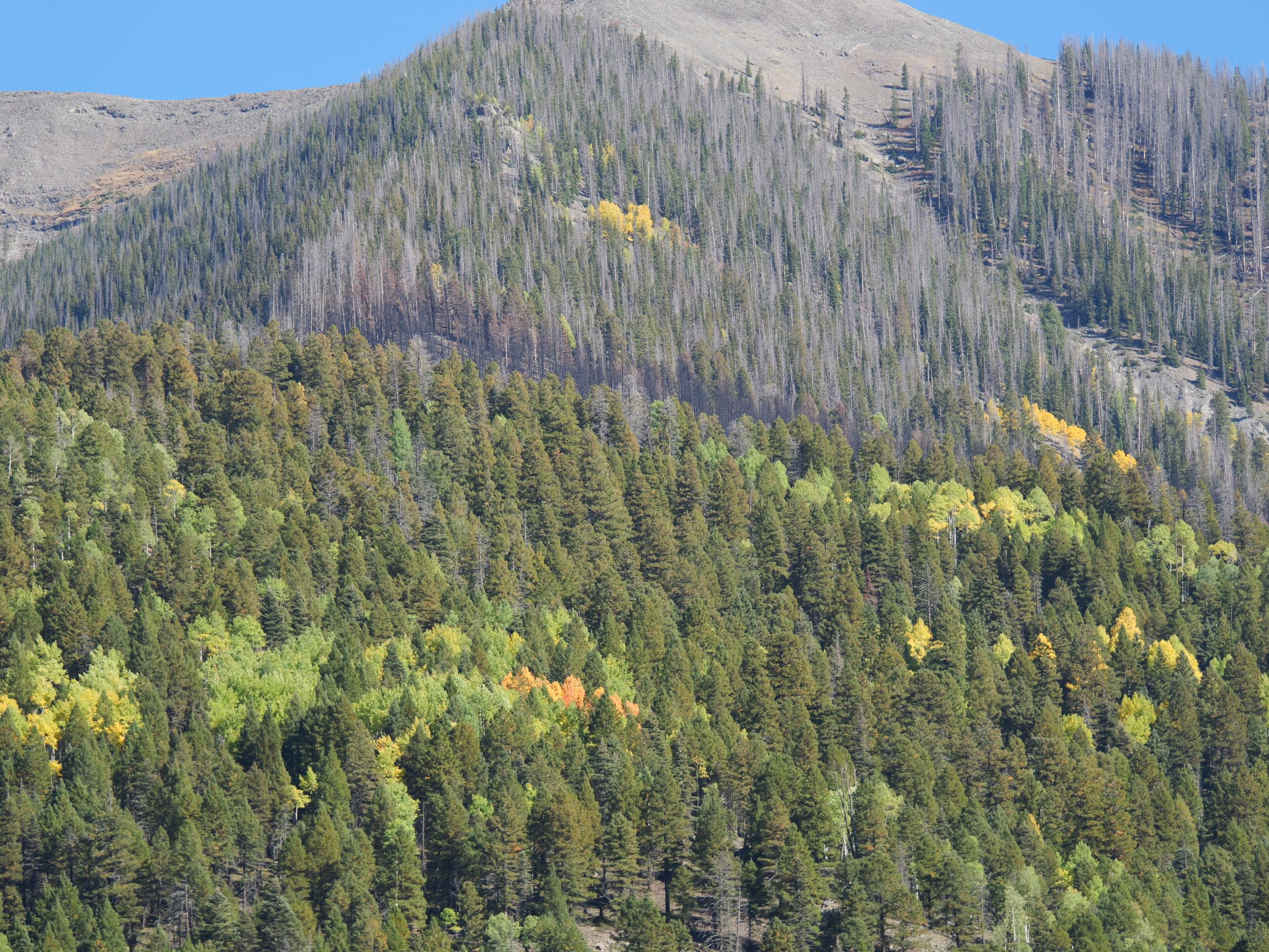 Photo shows the mosaic pattern of the Quartz Ridge Fire. Some sections of trees were burned, while others were not.