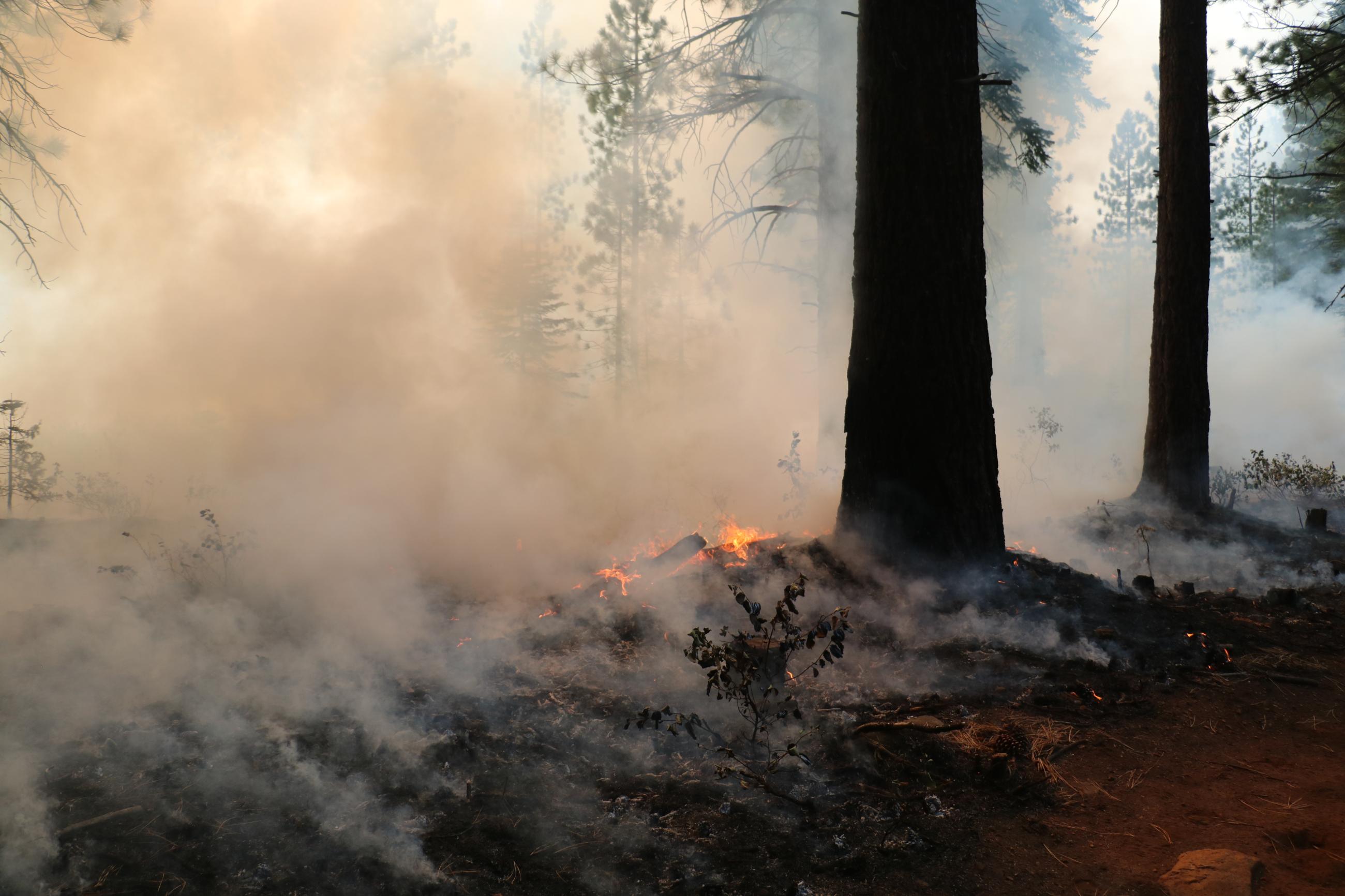 Sagehen Hills Underburn on the Tahoe National Forest