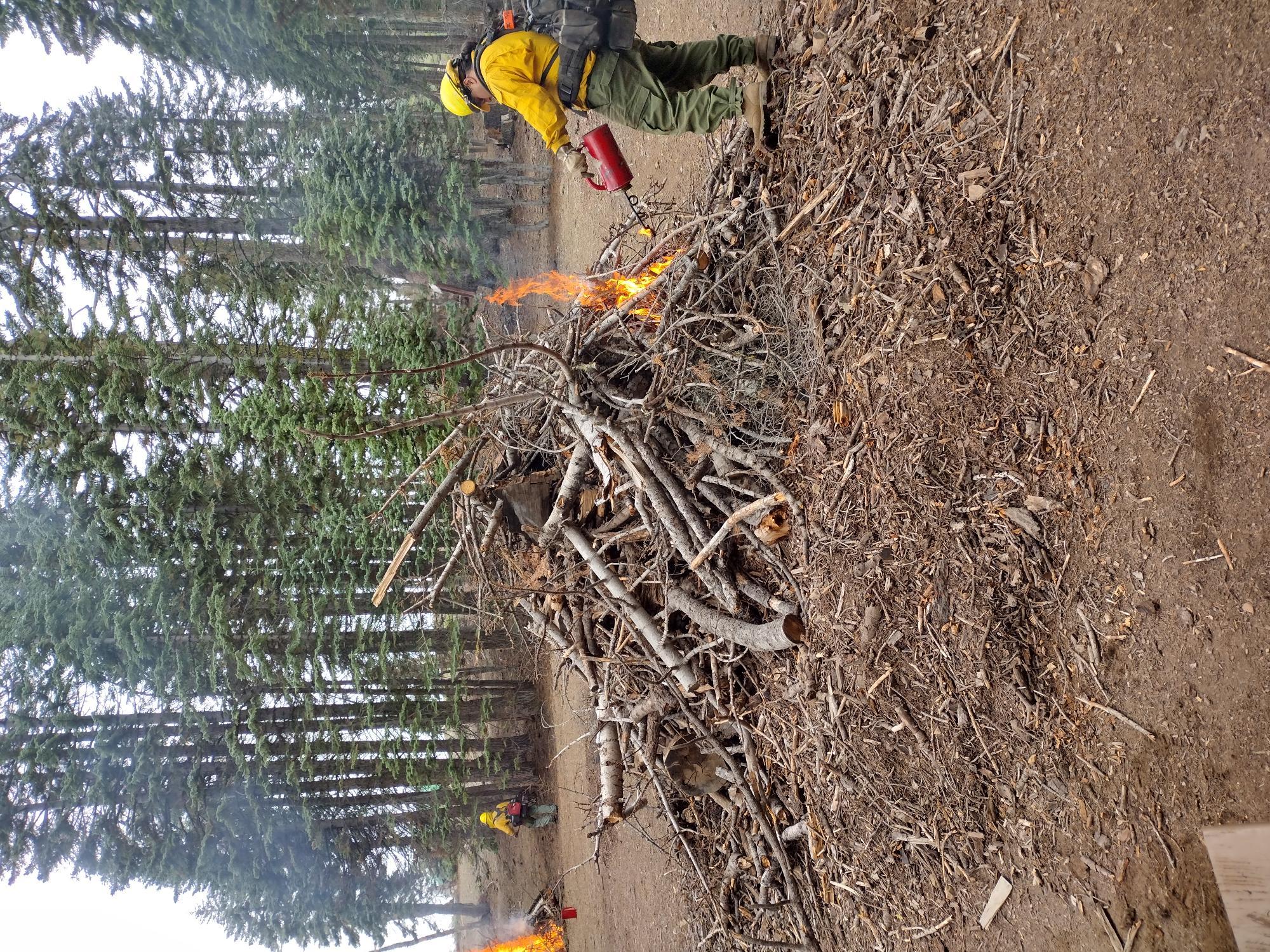 Firefighter using drip torch during ignitions on pile burn at Wells Cabin